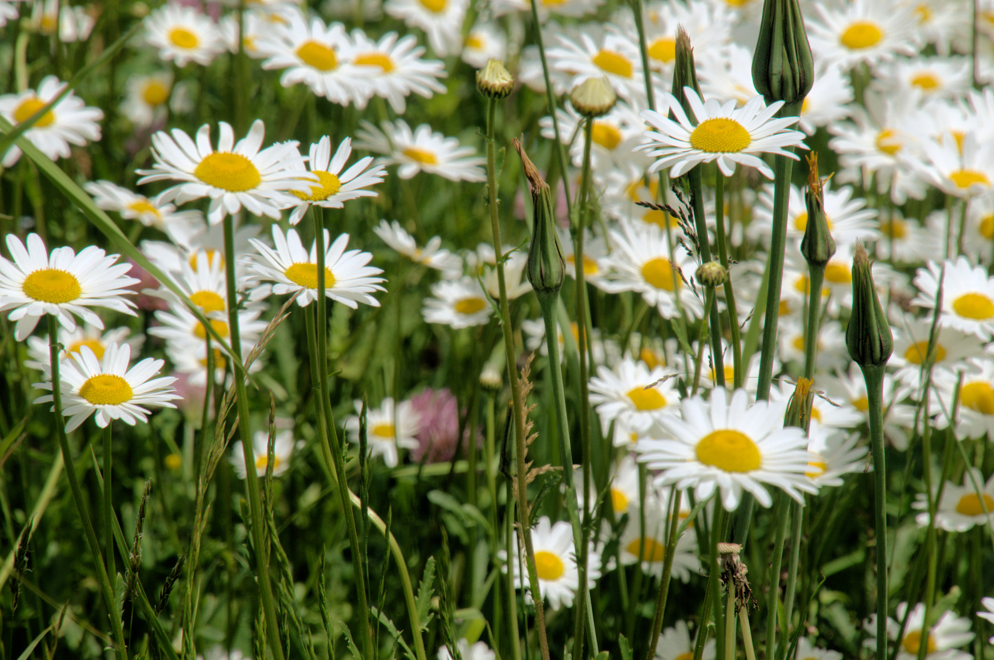 Nikon D300 sample photo. Ox-exe daisies photography