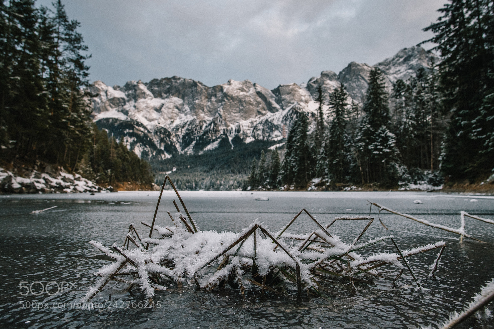 Nikon D850 sample photo. Snow spider photography