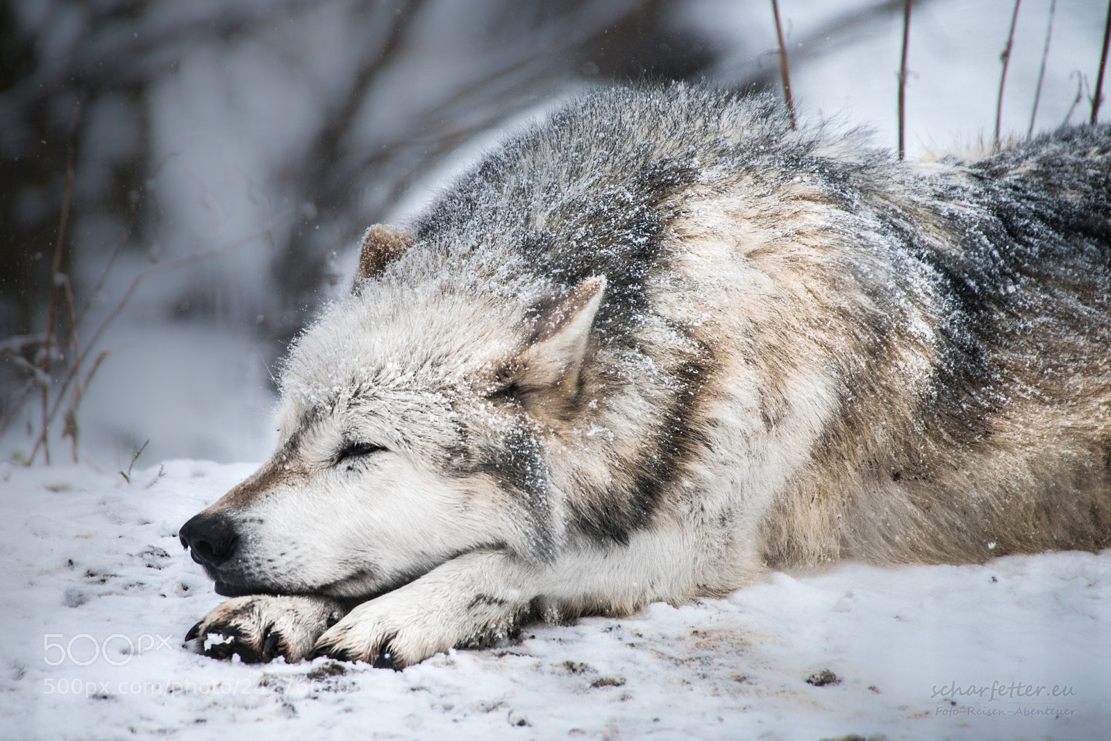 Nikon D800 sample photo. Snow photography