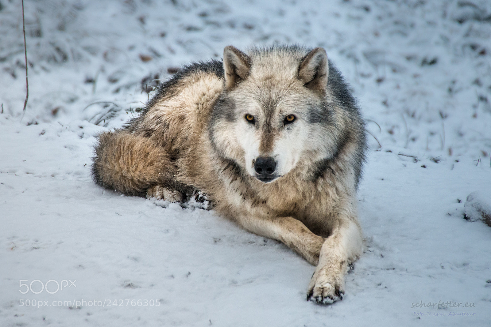 Nikon D800 sample photo. Winter photography