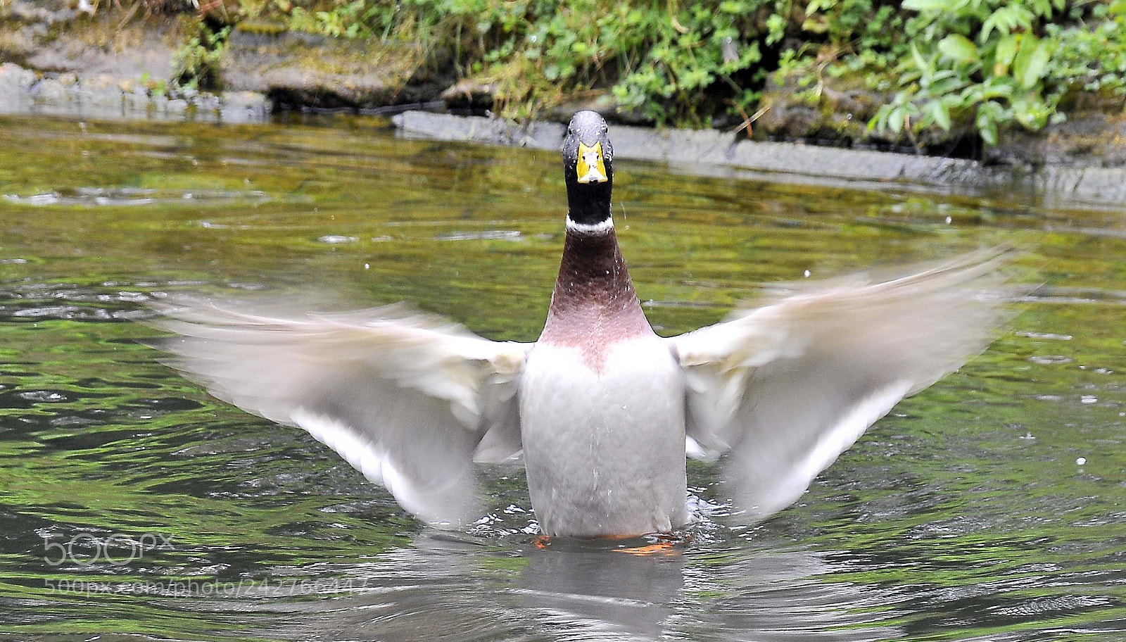 Nikon D300S sample photo. Take off.. photography