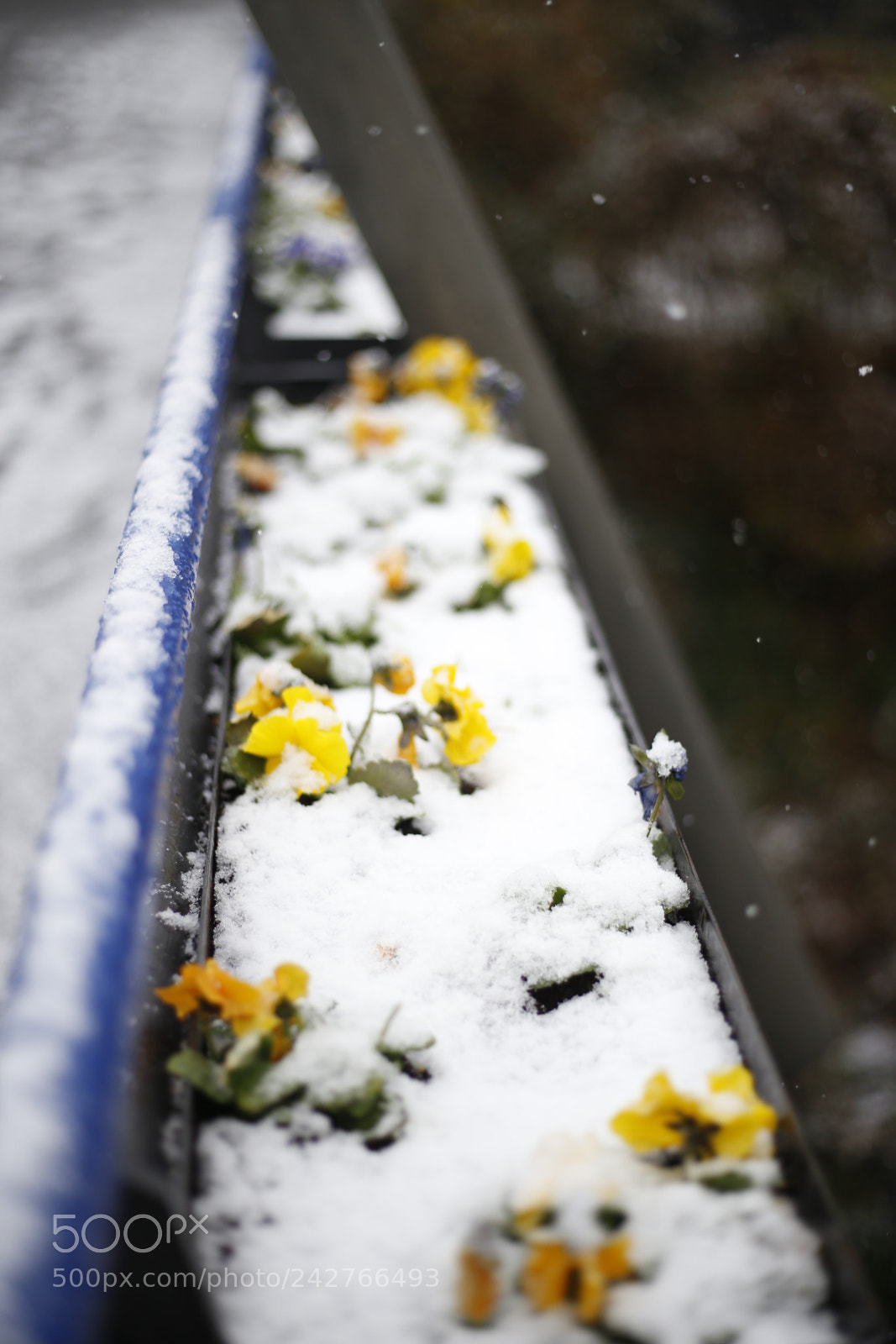 Canon EOS 6D + Canon EF 50mm F1.8 STM sample photo. Mg photography