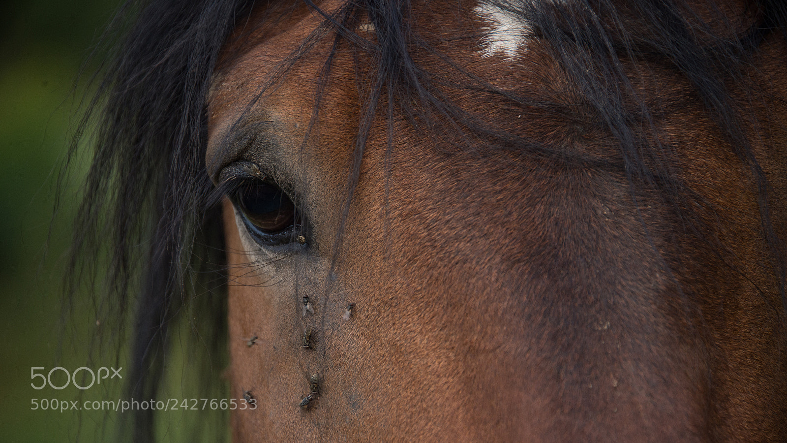 Nikon D4S sample photo. Crying flies photography