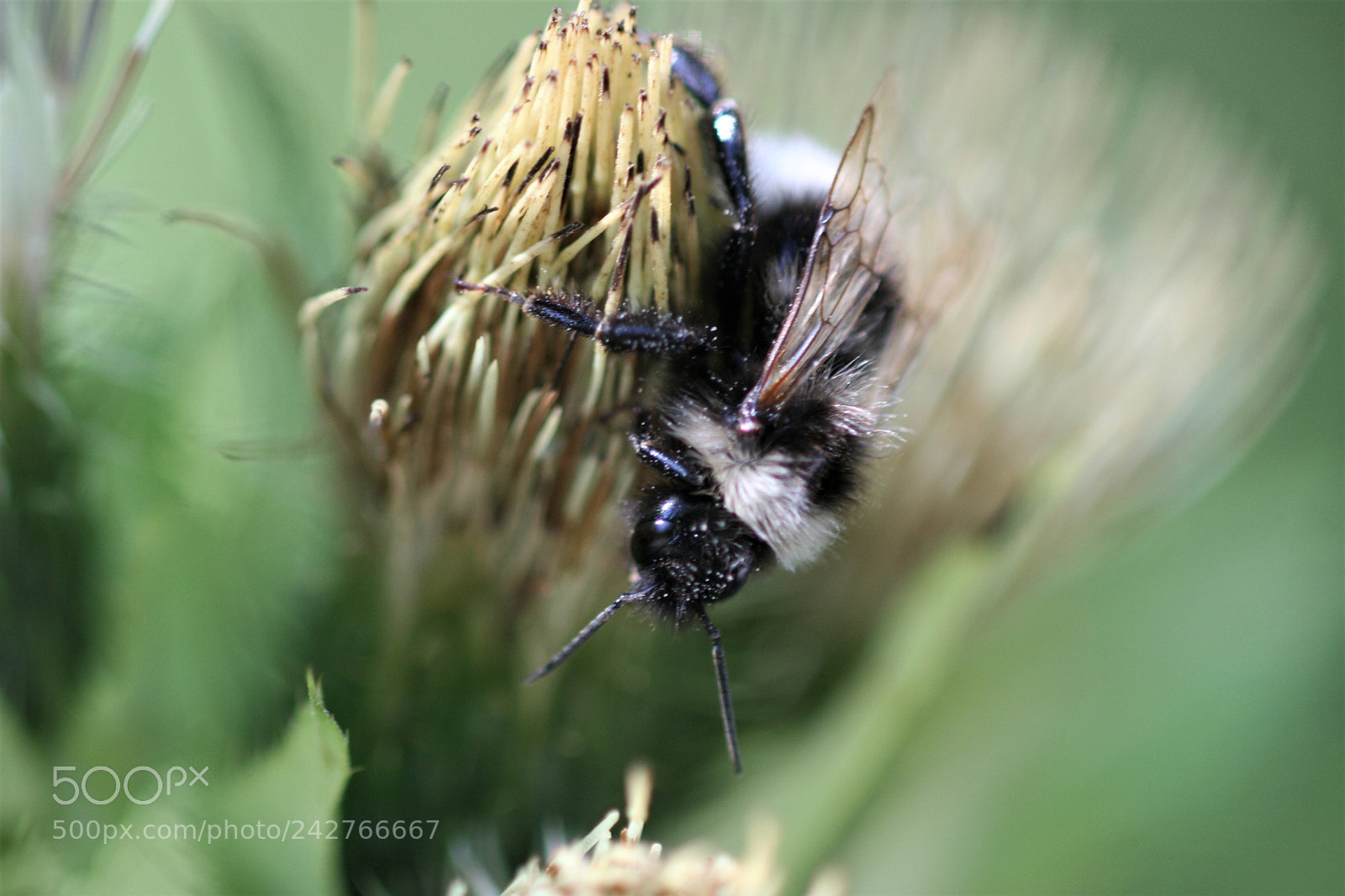 Canon EOS 400D (EOS Digital Rebel XTi / EOS Kiss Digital X) sample photo. Bumble bee in a photography