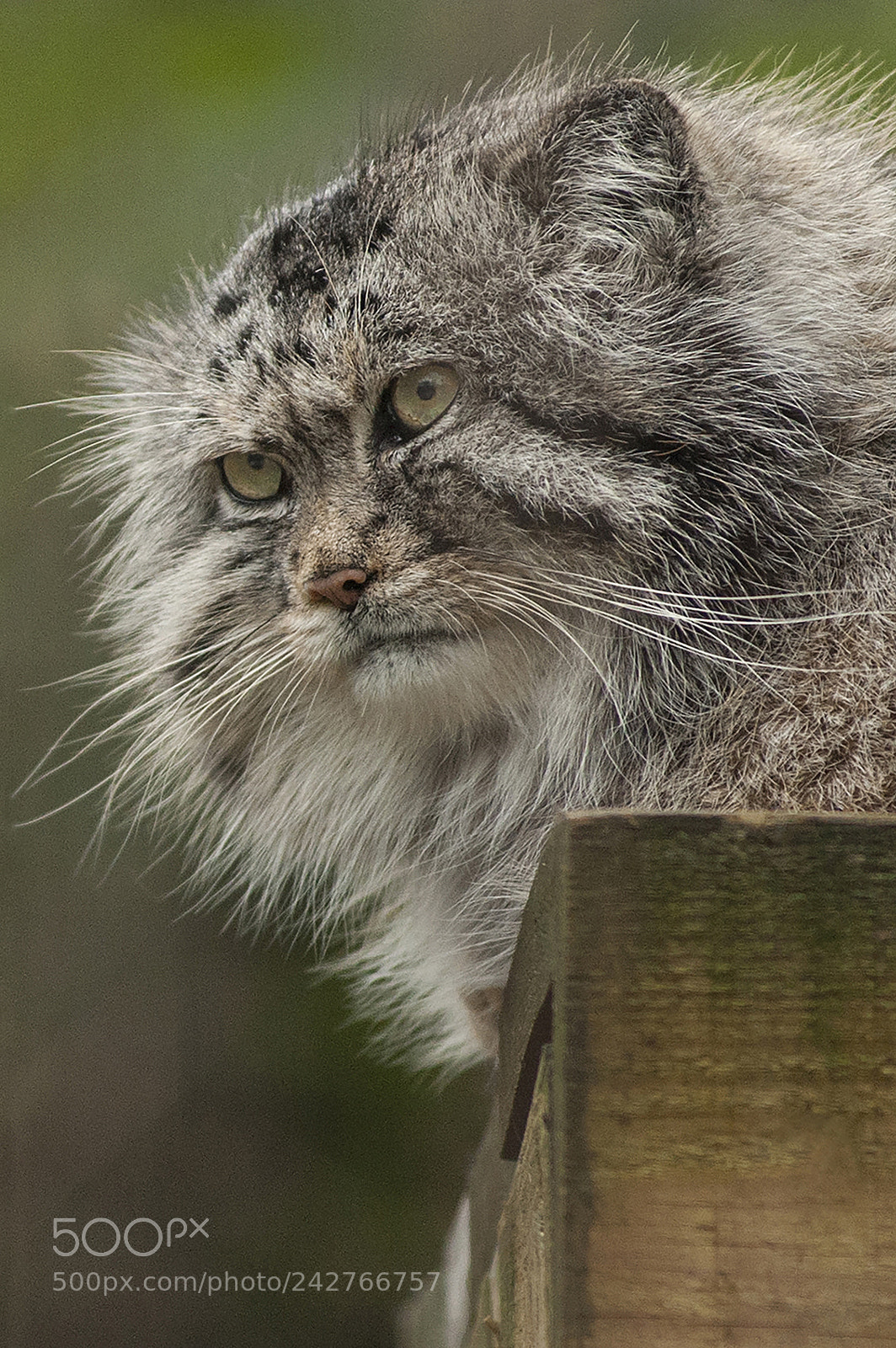Nikon D700 sample photo. Wild cat photography
