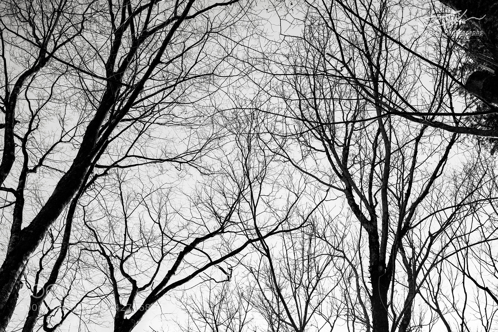 Nikon D850 sample photo. Trees photography