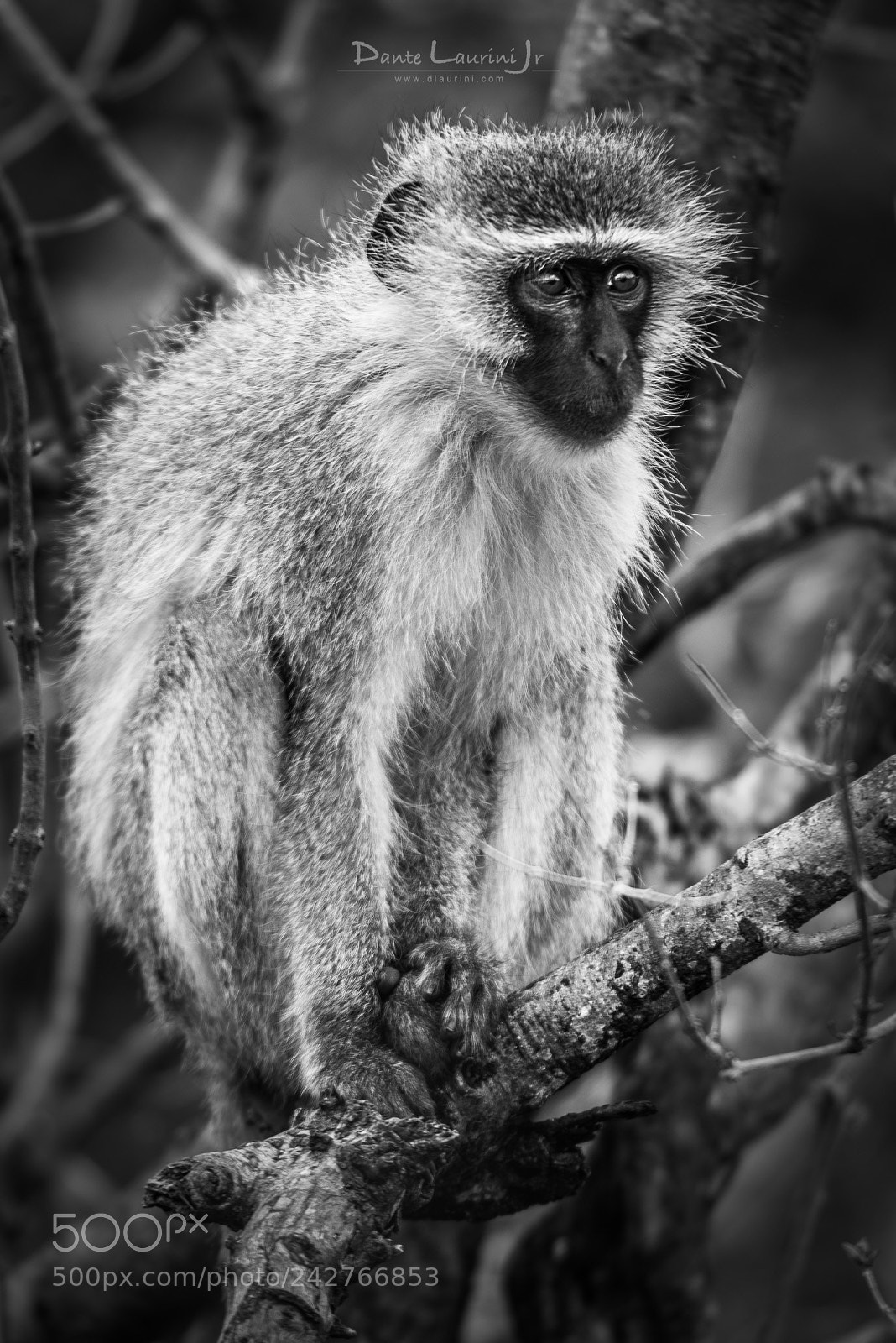 Nikon D800 sample photo. Monkey at kruger park photography