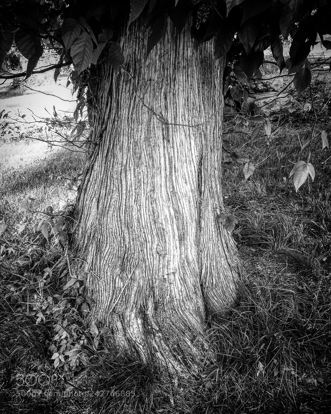Apple iPhone 6 Plus sample photo. Bark photography