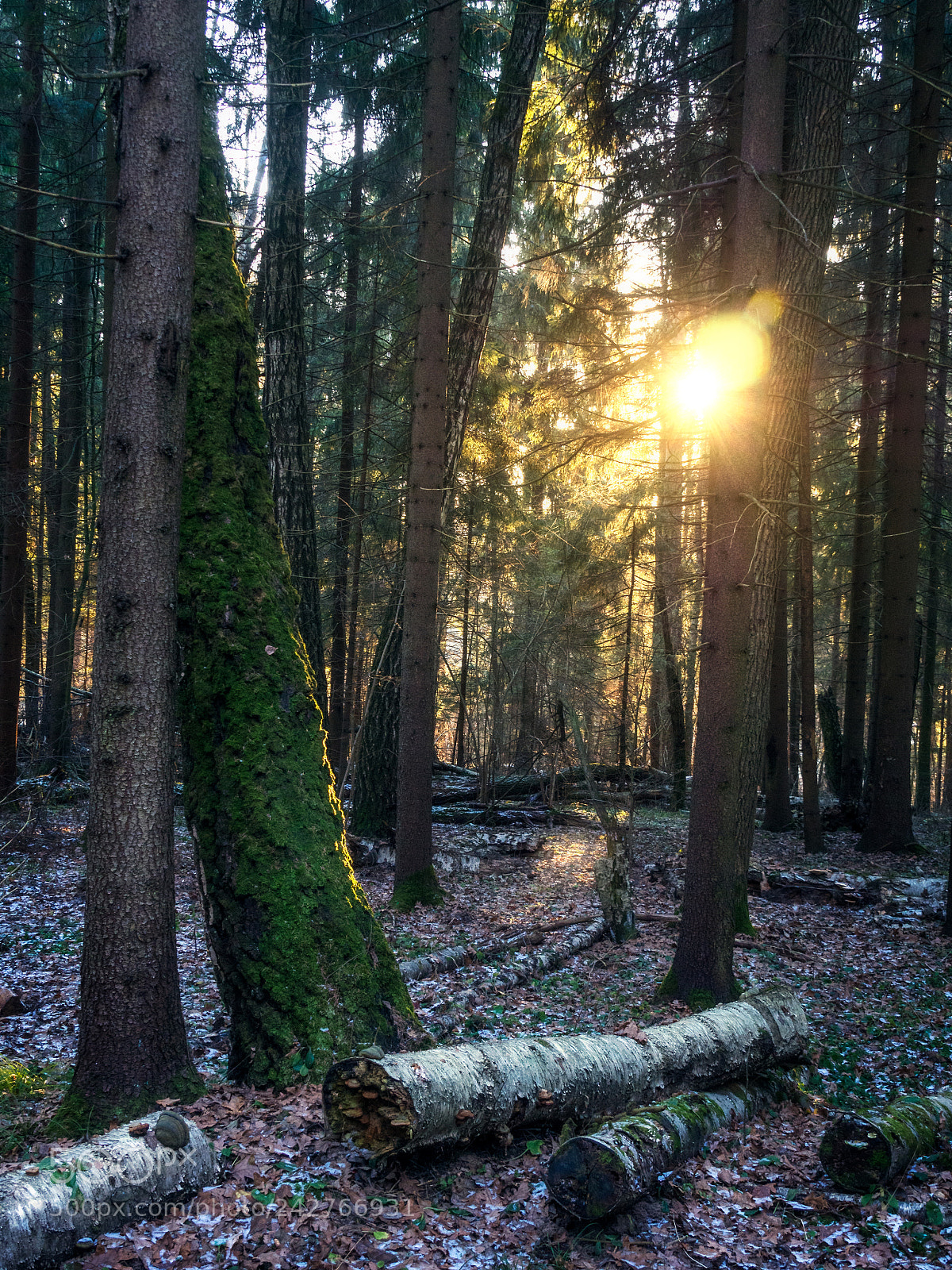 Olympus OM-D E-M10 sample photo. Broken trees and sunlight photography