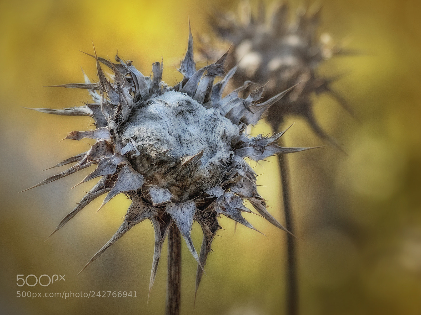 Olympus OM-D E-M5 II sample photo. Decay photography