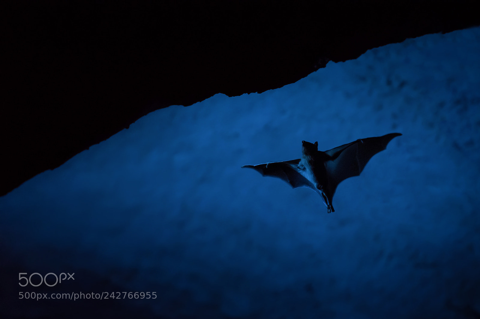 Nikon D500 sample photo. The egyptian fruit bat photography