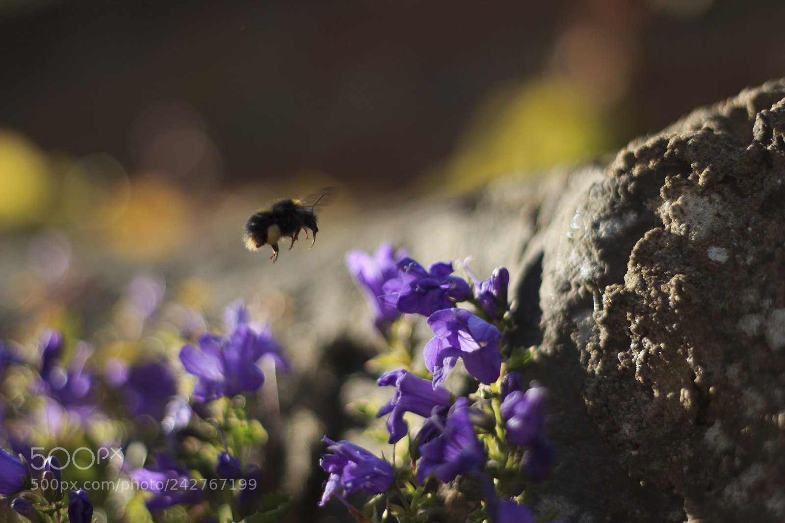 Canon EOS 600D (Rebel EOS T3i / EOS Kiss X5) sample photo. Bee by wall photography