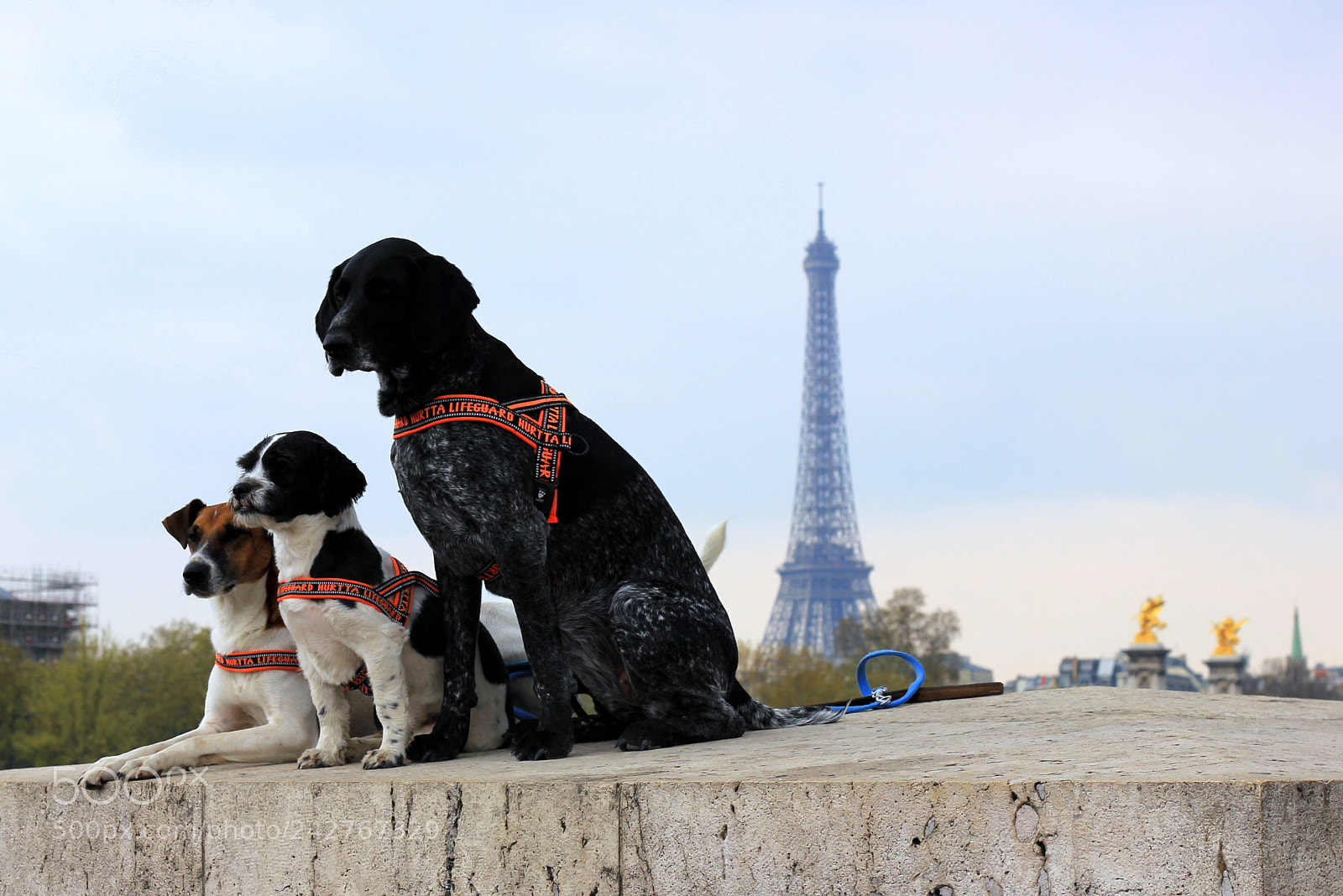Canon EOS 550D (EOS Rebel T2i / EOS Kiss X4) + Canon EF 50mm F1.8 II sample photo. Dogs and eiffel tower photography