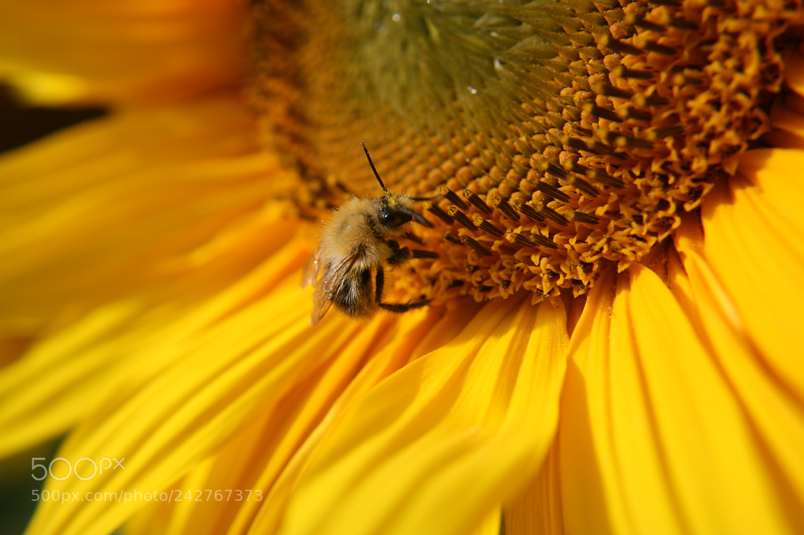 Canon EF-S 18-55mm F3.5-5.6 II sample photo. This bee had an photography