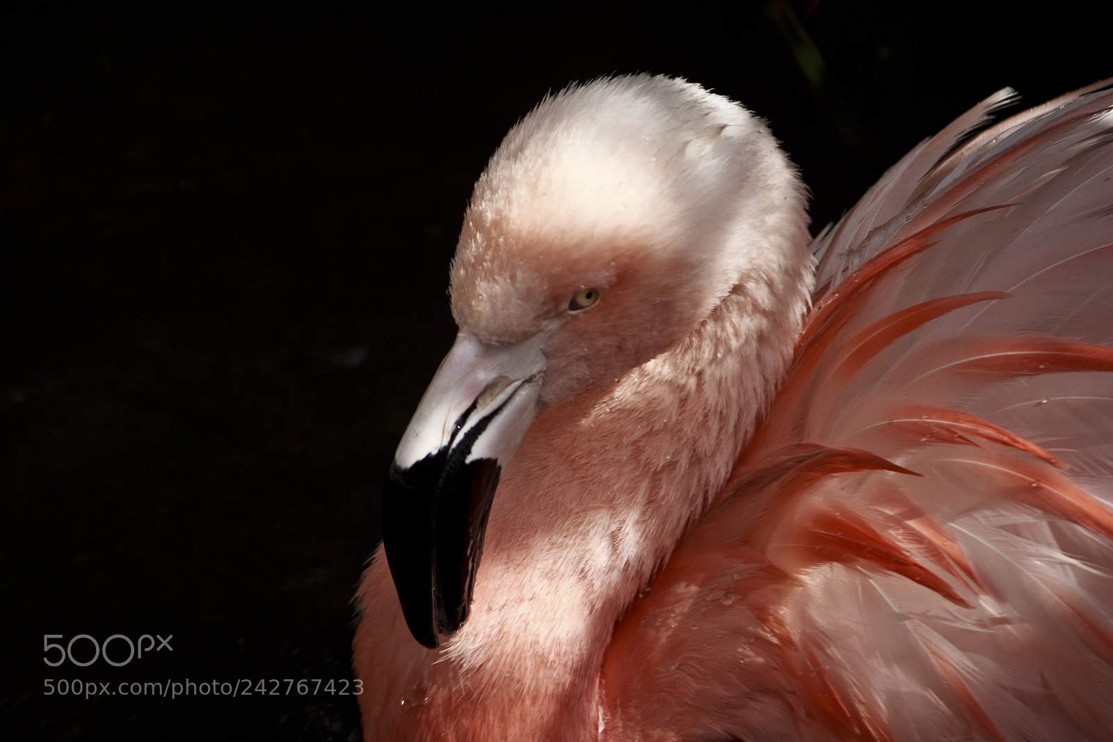 Canon EOS 600D (Rebel EOS T3i / EOS Kiss X5) sample photo. Flamingo photography