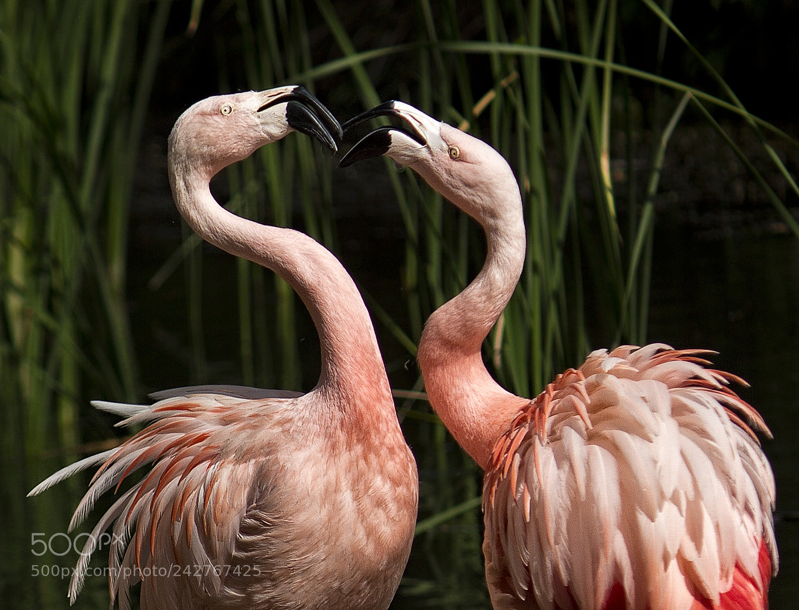 Canon EOS 600D (Rebel EOS T3i / EOS Kiss X5) sample photo. Flamingos going nuts photography