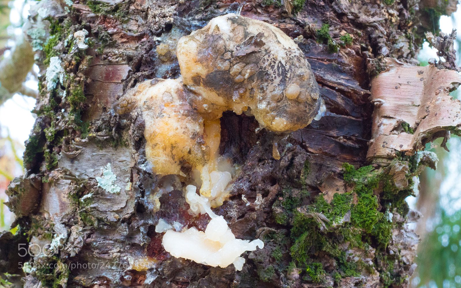 Canon EOS 1300D (EOS Rebel T6 / EOS Kiss X80) sample photo. Fungus photography