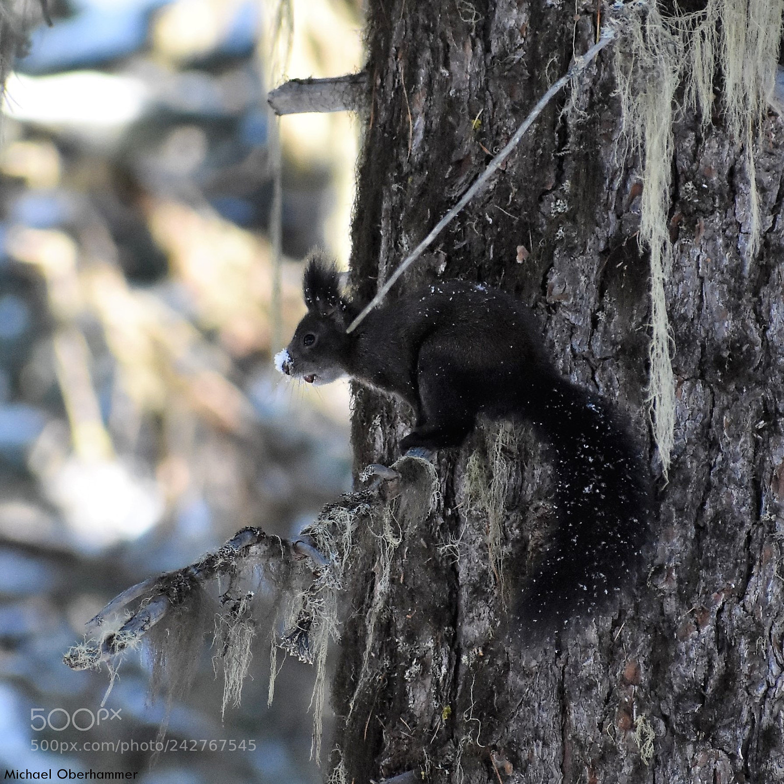 Nikon D7200 sample photo. Squirrel photography