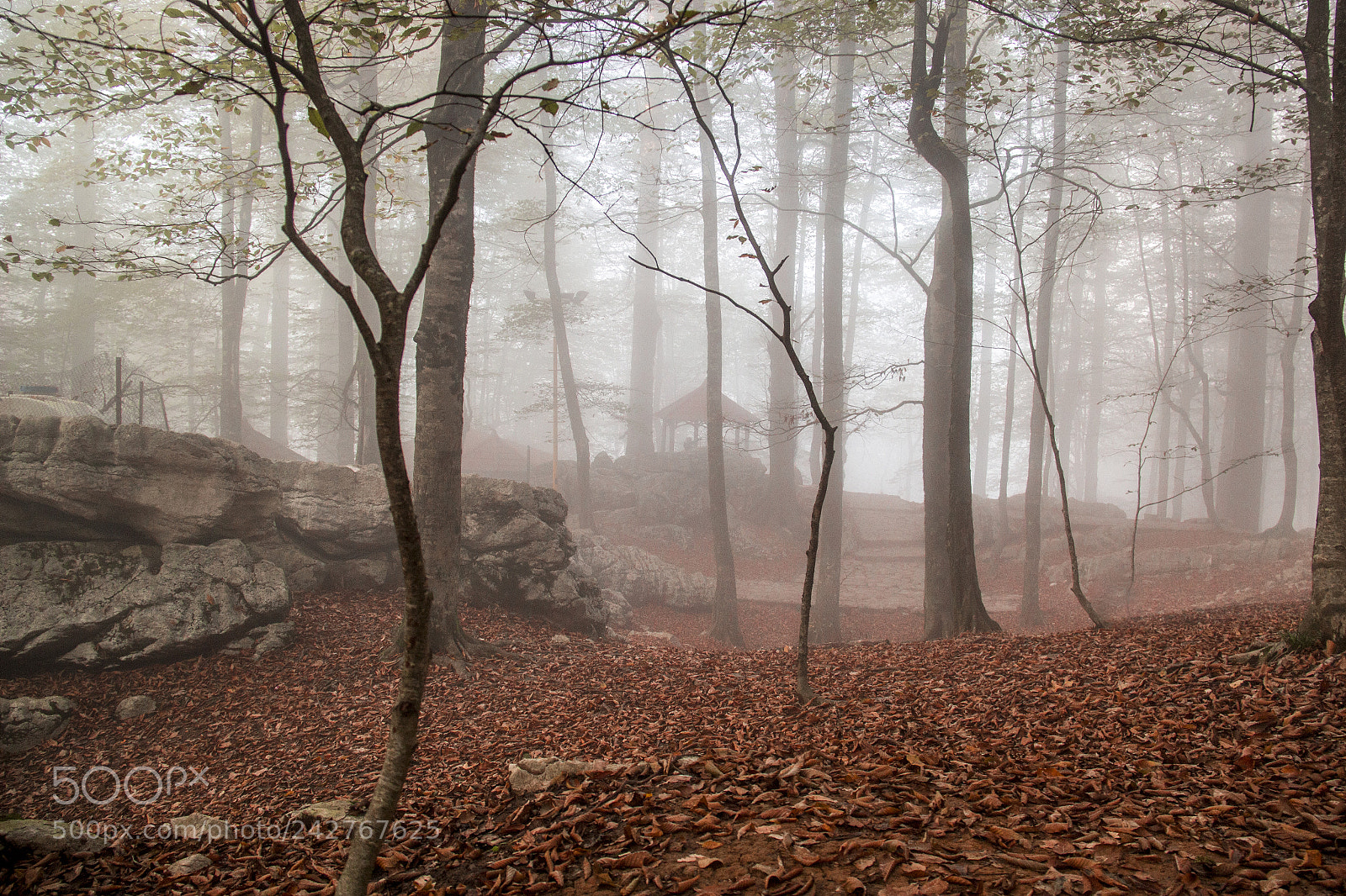 Canon EOS 600D (Rebel EOS T3i / EOS Kiss X5) sample photo. Foggy atmosphere photography