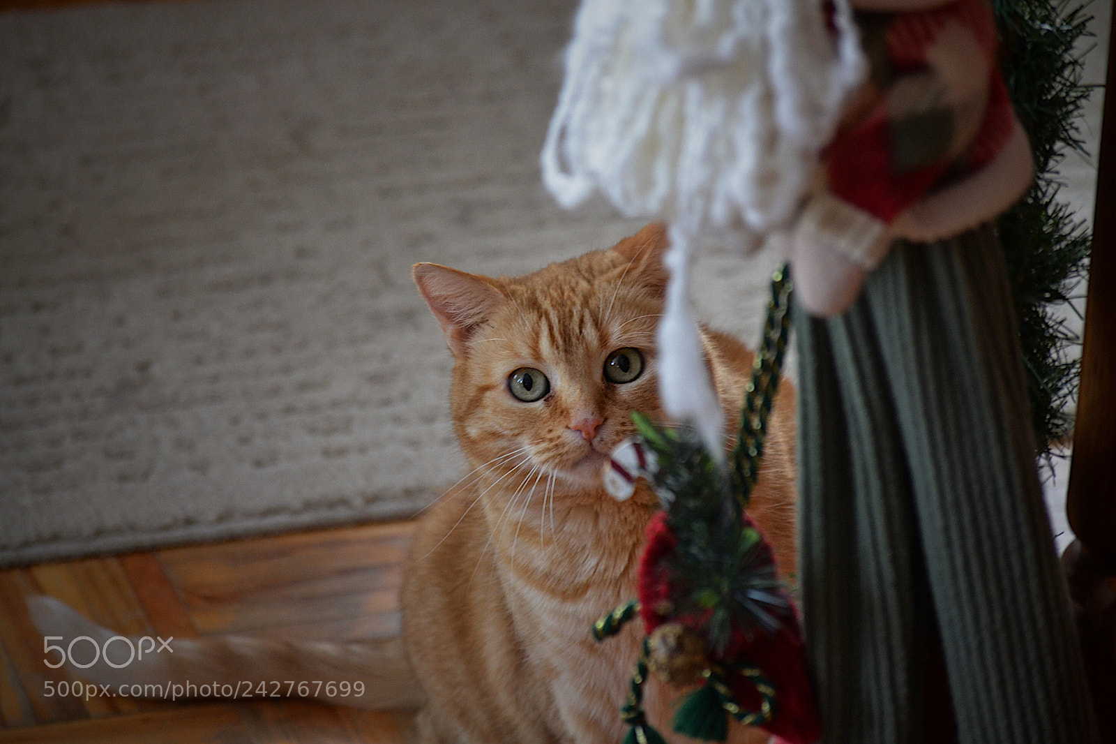 Nikon D3100 sample photo. Cat lover? photography