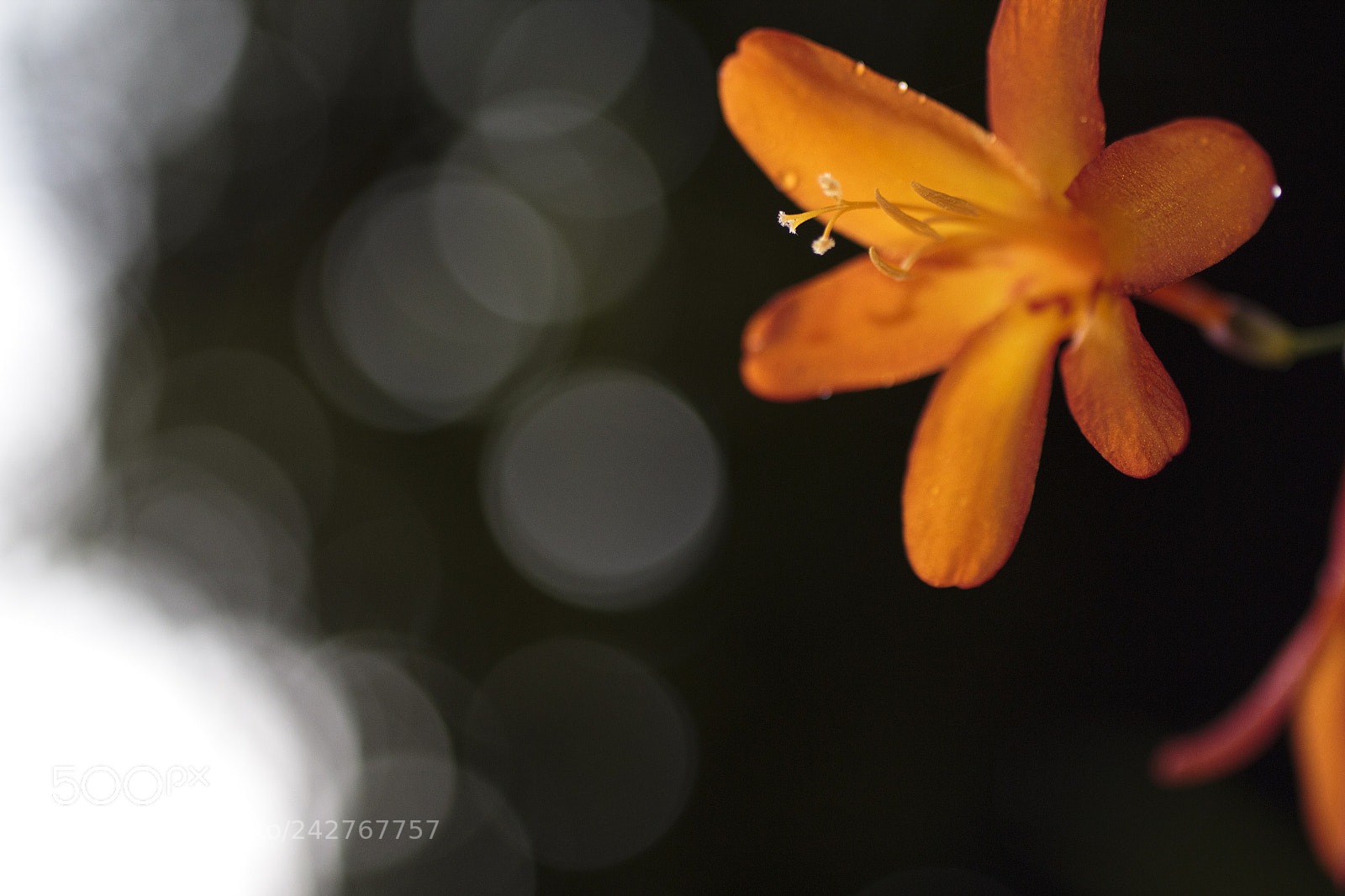 Canon EOS 600D (Rebel EOS T3i / EOS Kiss X5) sample photo. Orange flower photography