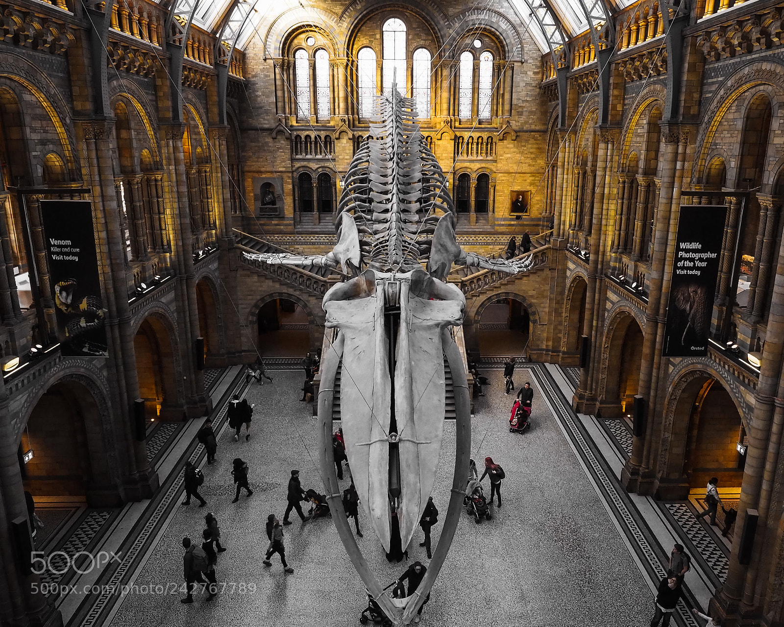 Olympus OM-D E-M5 II sample photo. Whale skeleton, london. photography
