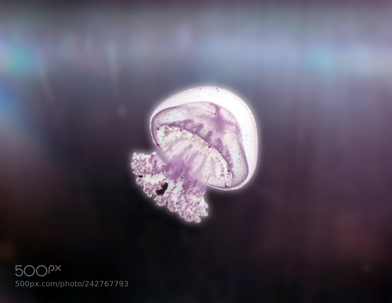Canon EF 50mm F1.8 STM sample photo. Jellyfish photography