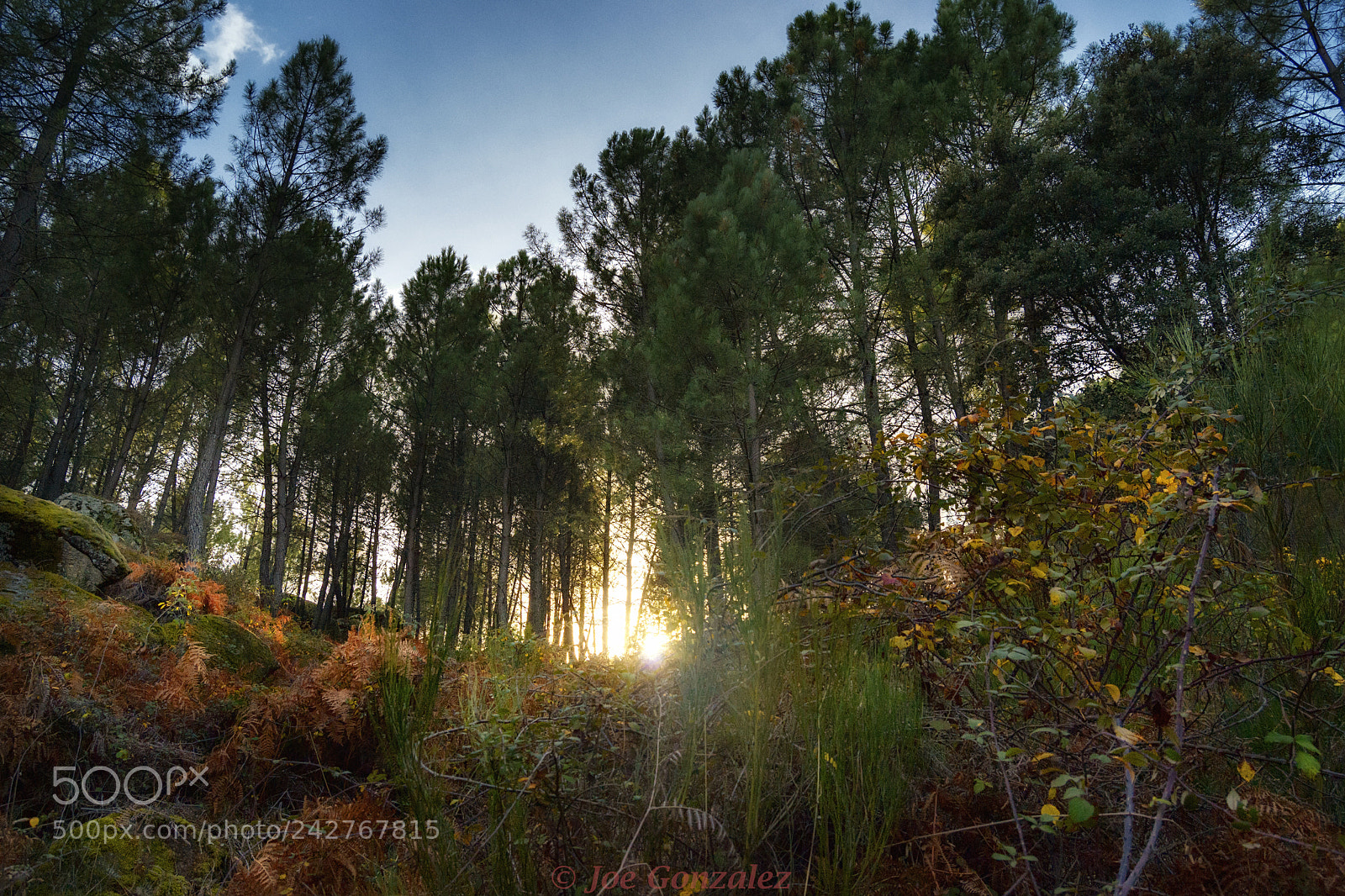 Nikon D3100 sample photo. Down in the forest photography