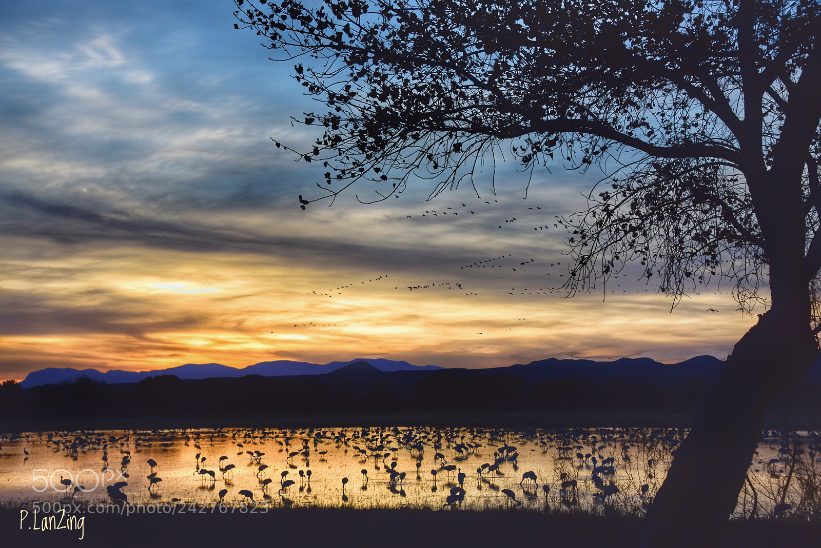 Nikon D810 sample photo. Bosque del apache, new photography