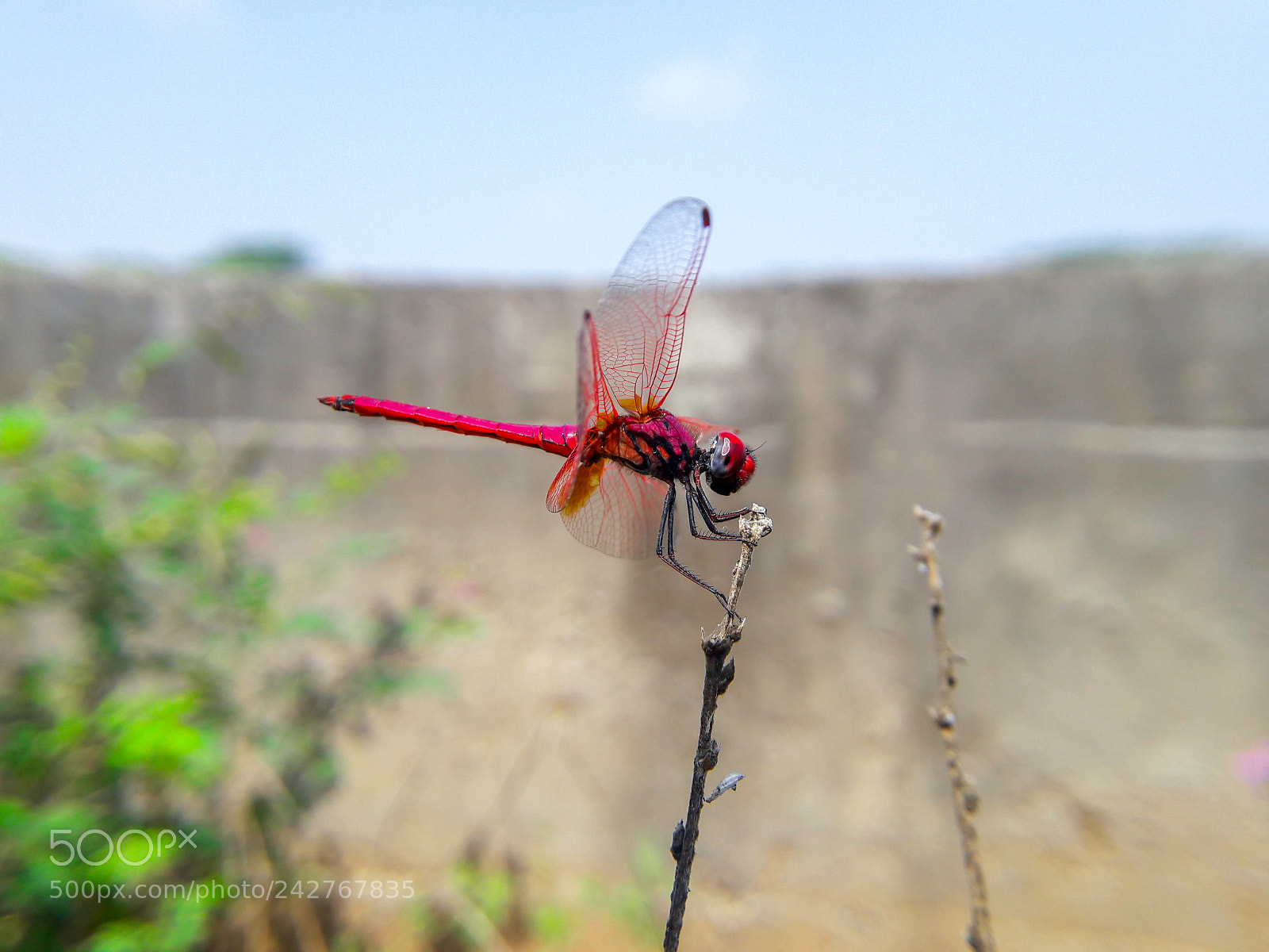 Samsung Galaxy J7 sample photo. Insect selfie time photography
