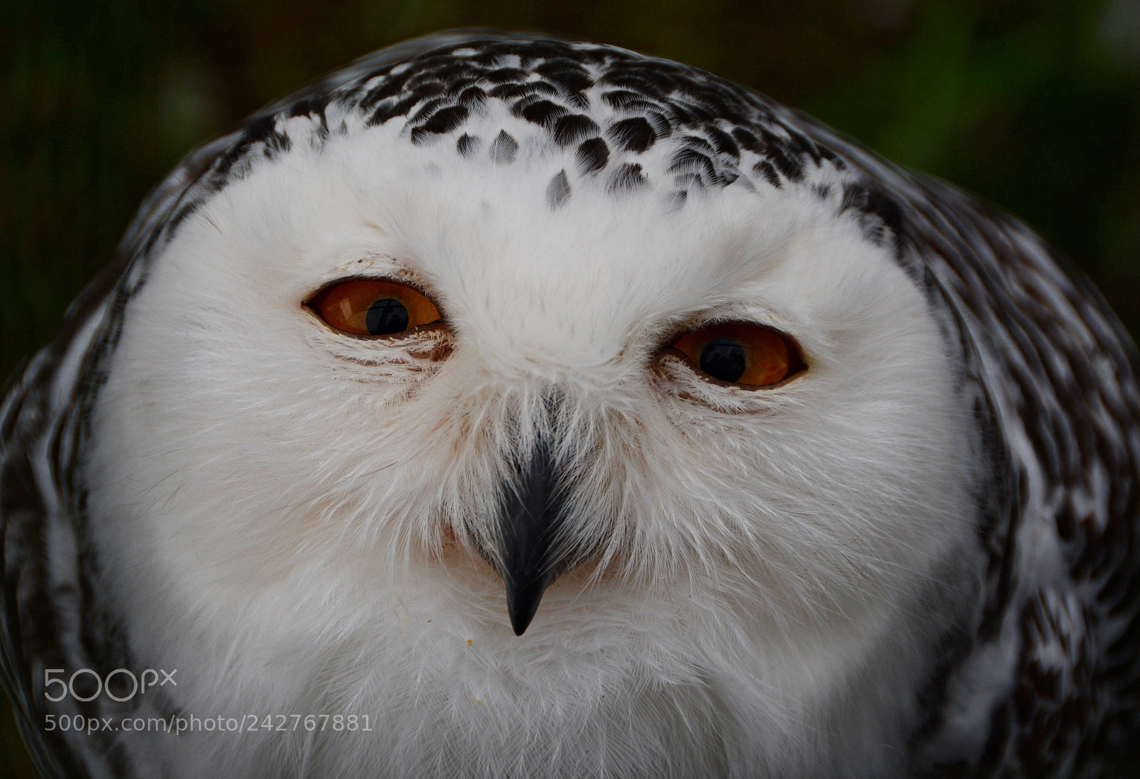 Nikon D7100 sample photo. Schneeeule 2 blickkontakt photography