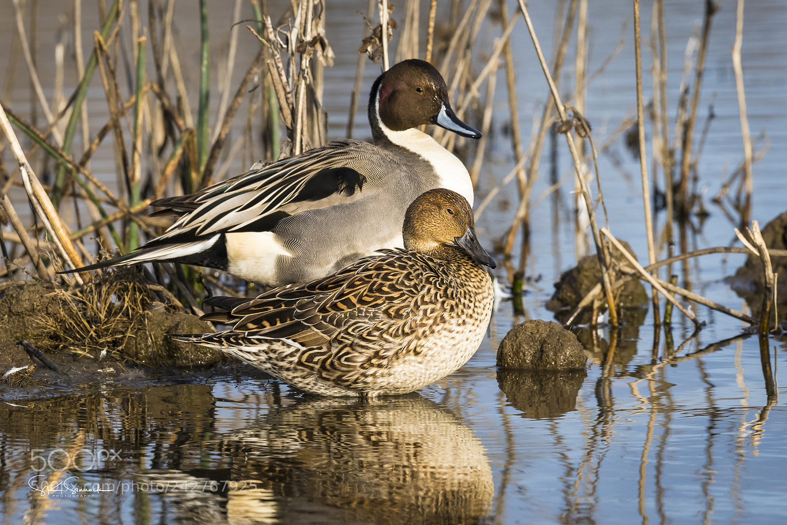 Nikon D850 sample photo. Northern pintail couple photography
