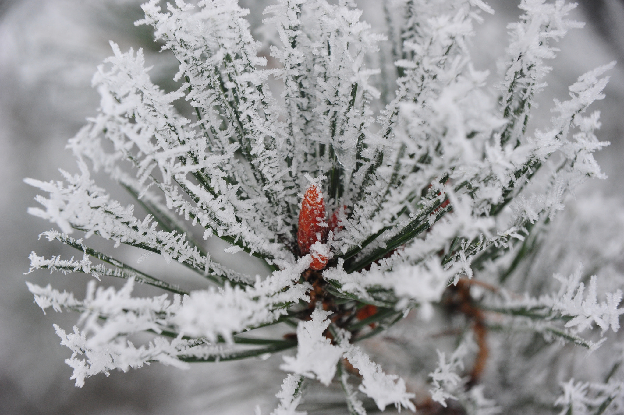 Nikon D700 sample photo. Freeze photography