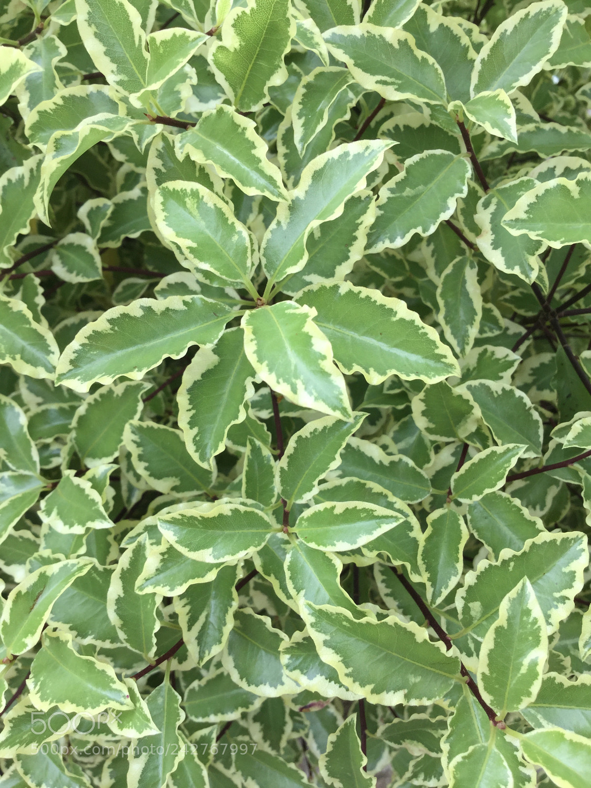 Apple iPod touch sample photo. Green and cream leaves photography