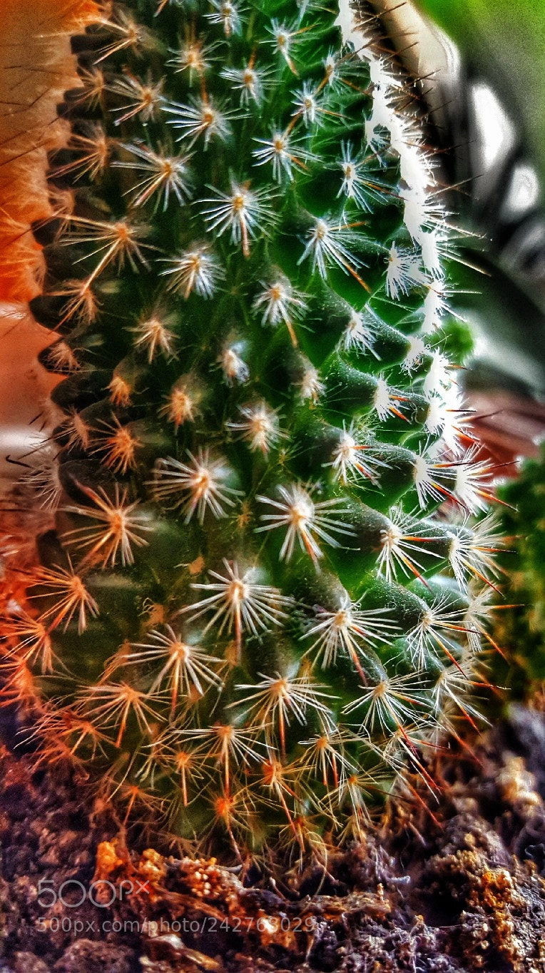 Samsung Galaxy S6 sample photo. Untitled photography