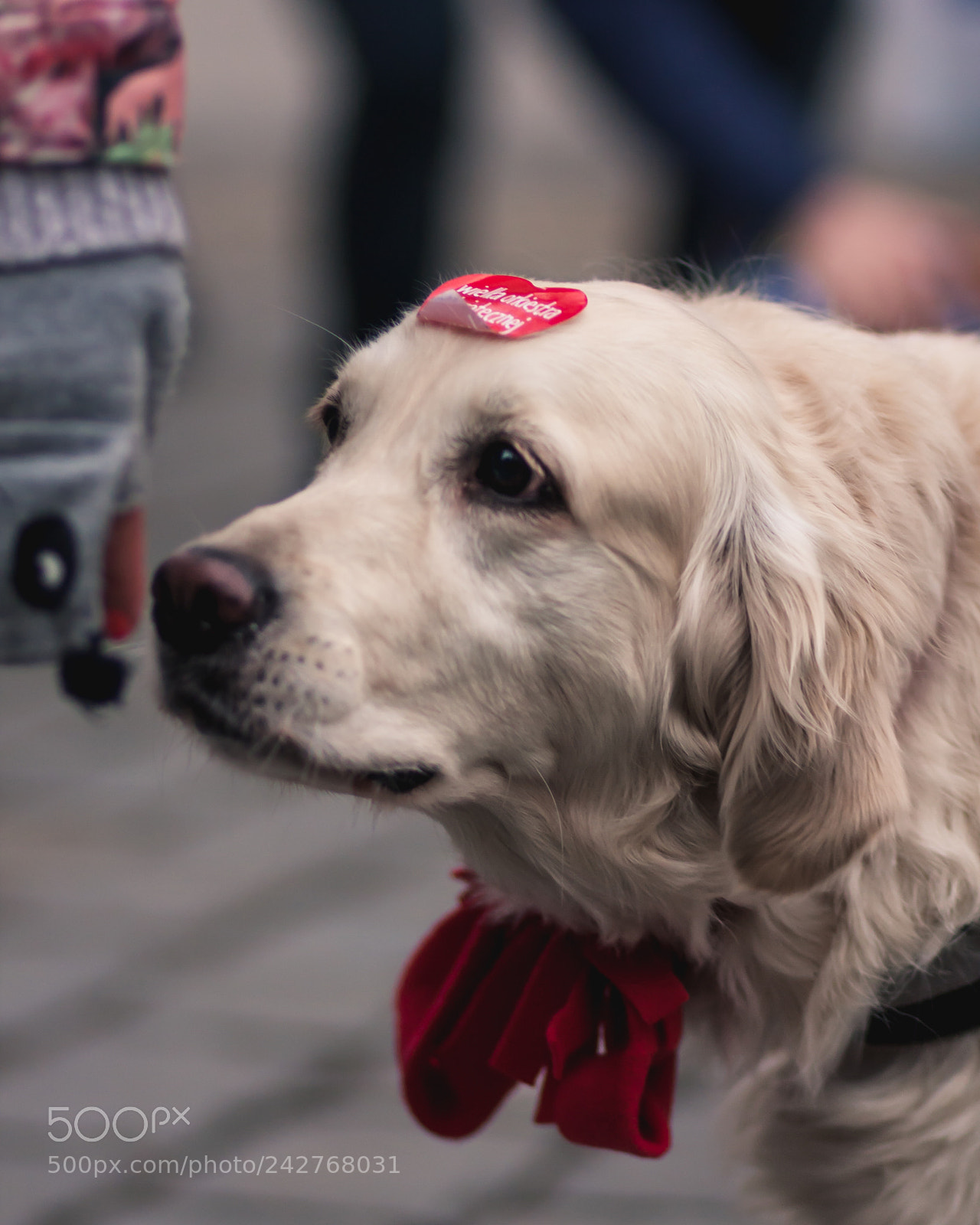 Canon EOS 40D sample photo. Labrador photography