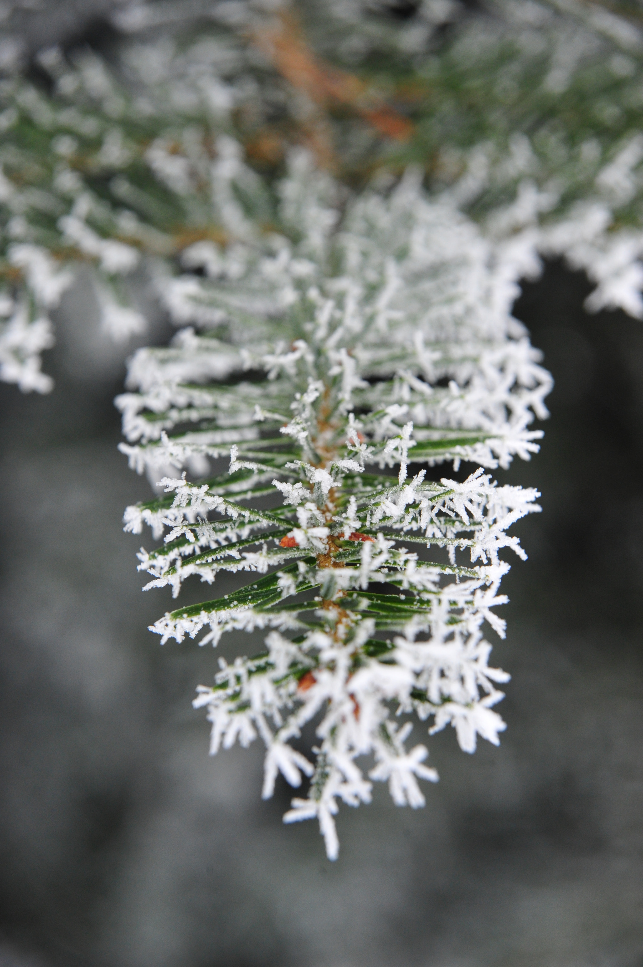 Nikon D700 sample photo. Choinka photography