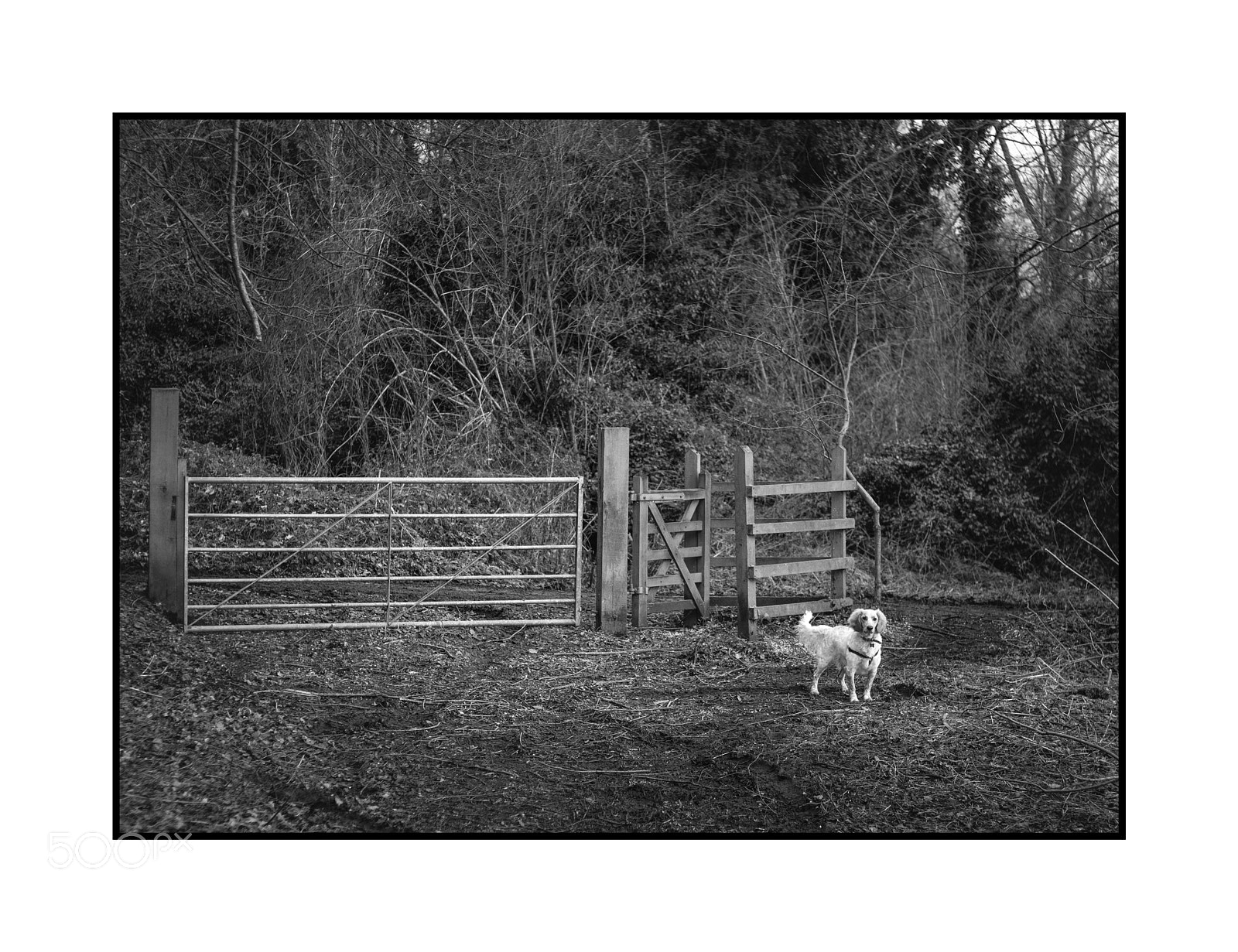 Fujifilm X-Pro2 sample photo. A dog's life photography