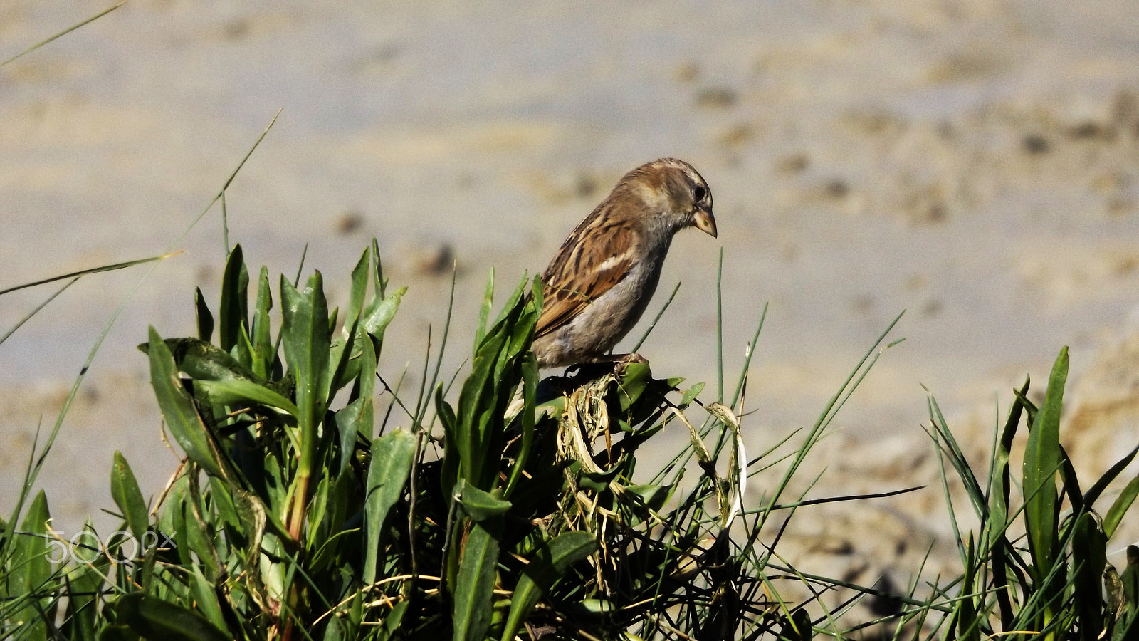 Fujifilm FinePix S8600 sample photo. L'oiseau photography