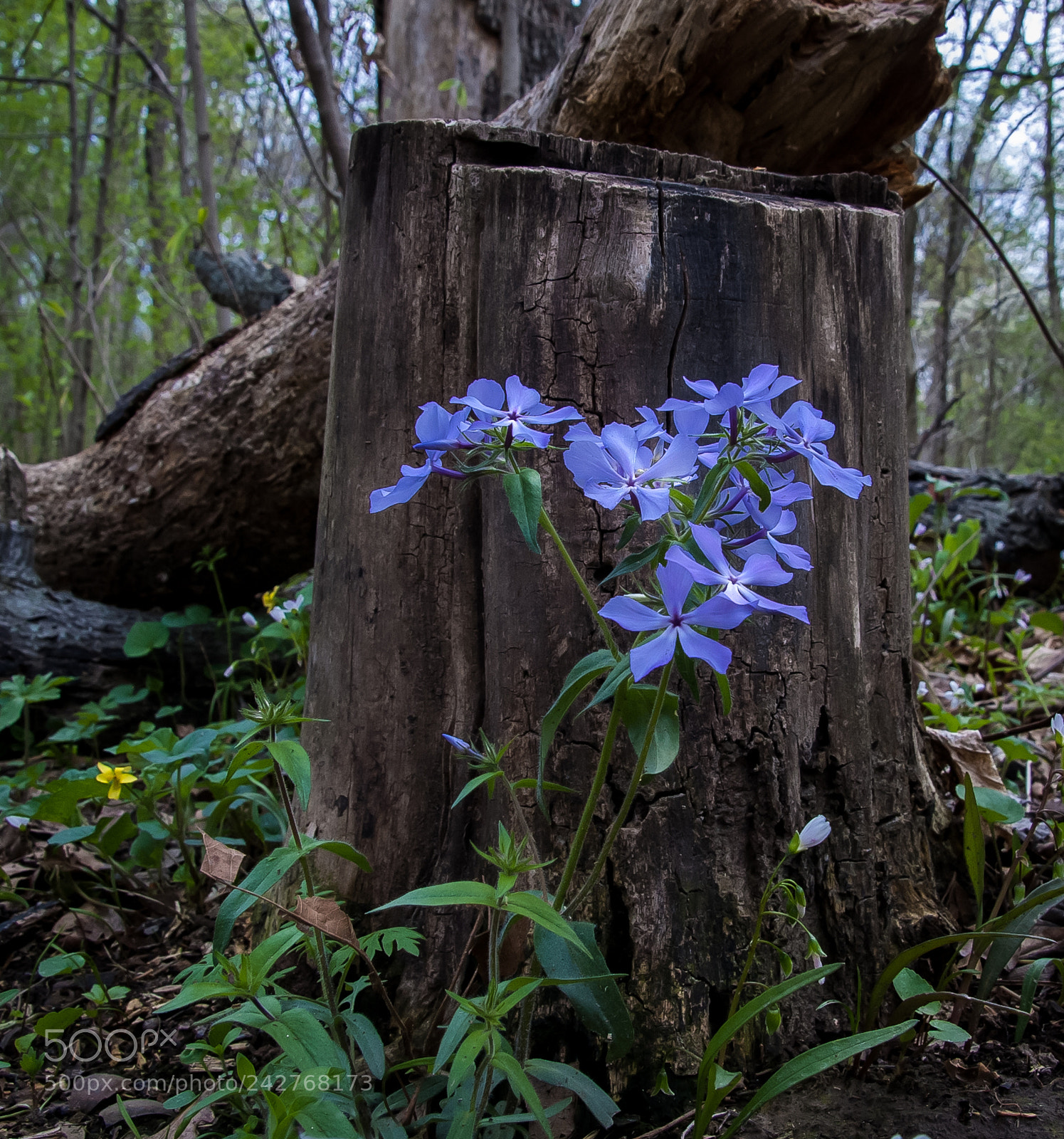 Pentax K100D sample photo. Wildflowers photography