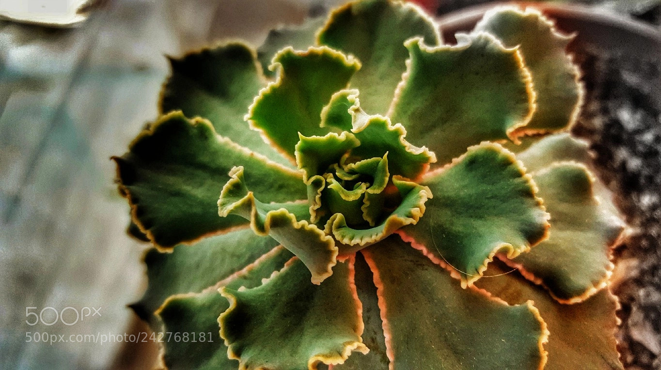 Samsung Galaxy S6 sample photo. Untitled photography
