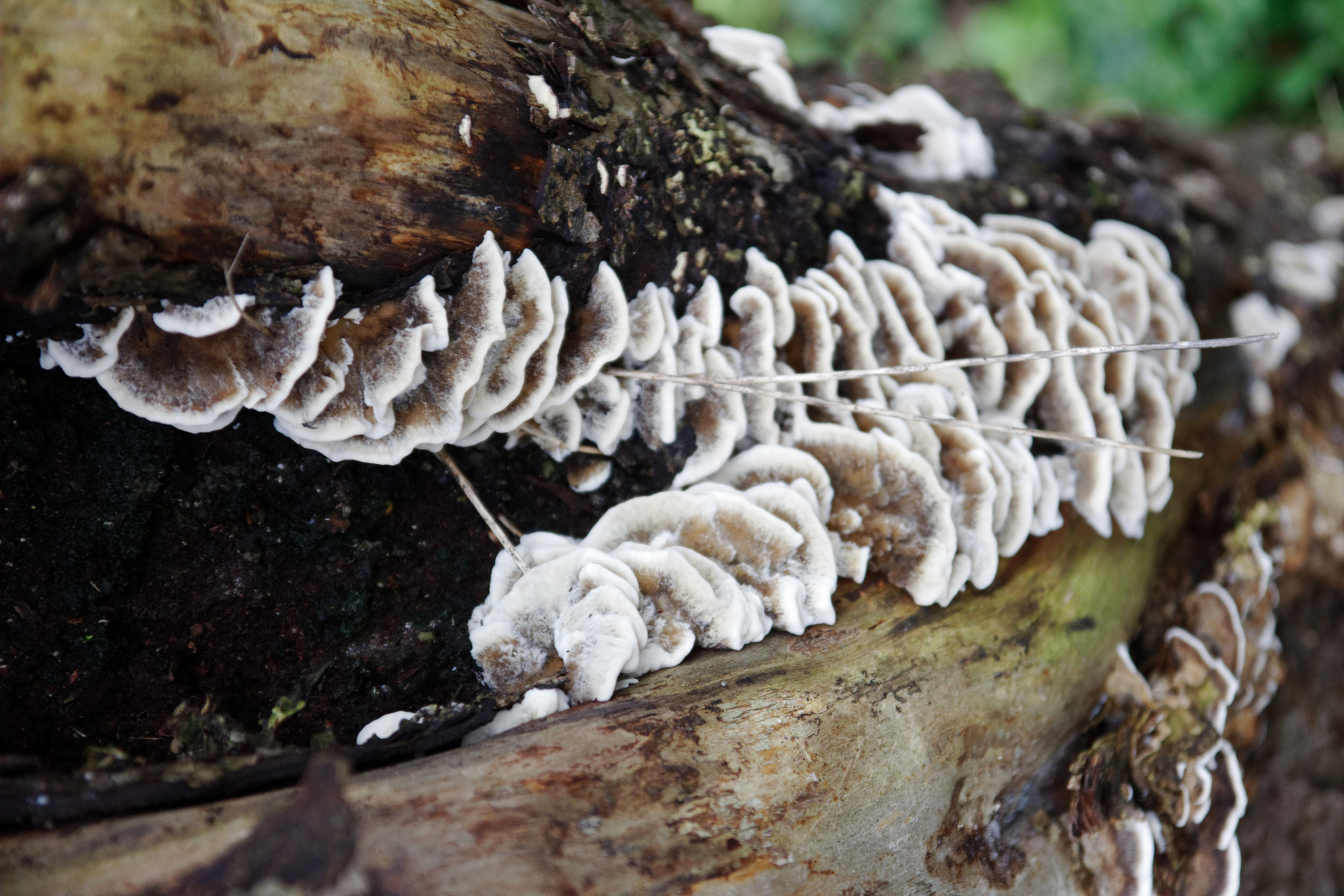 Canon EOS 60D sample photo. Champignon sur bois photography