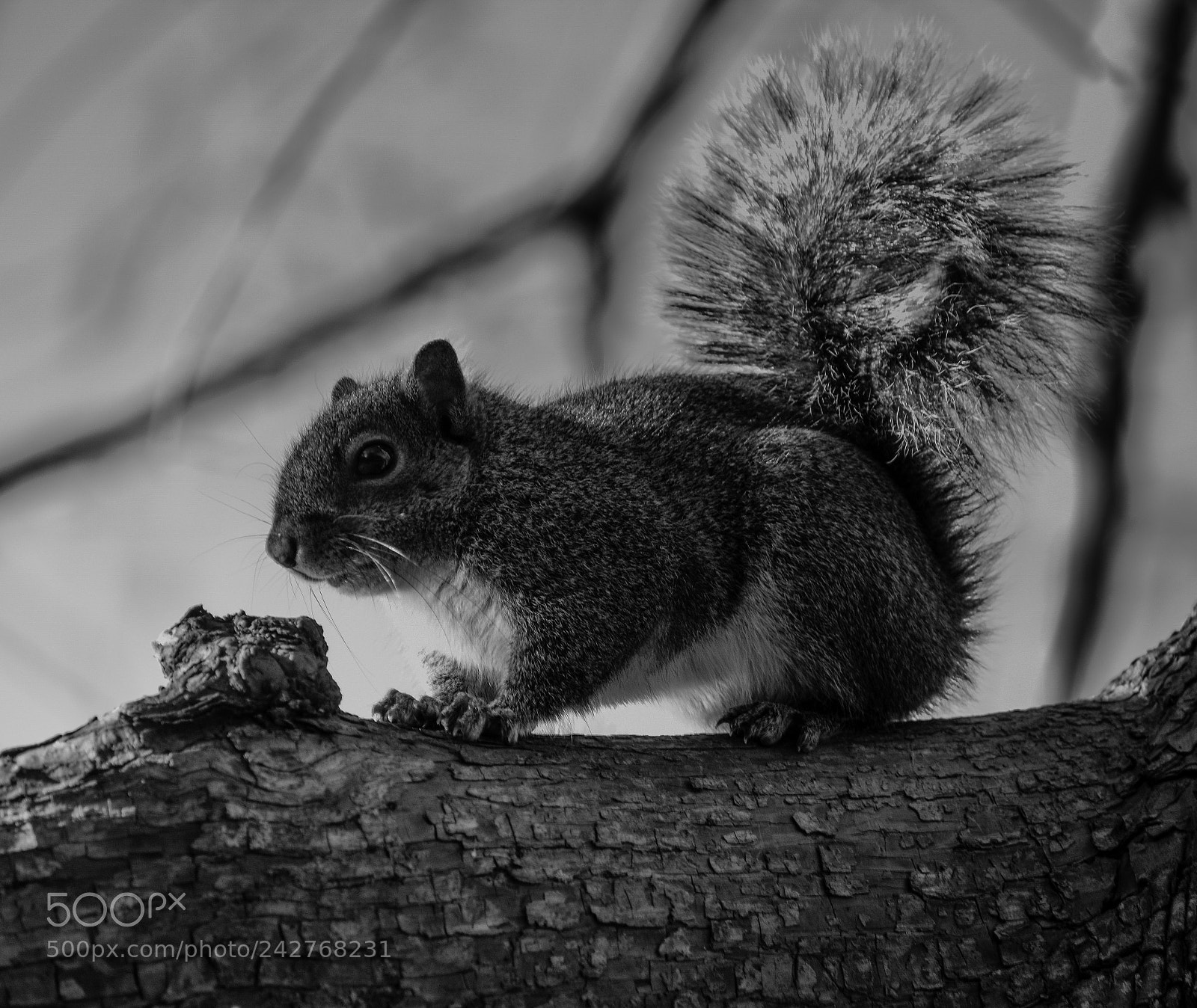Nikon D3400 sample photo. Baby squirrel photography