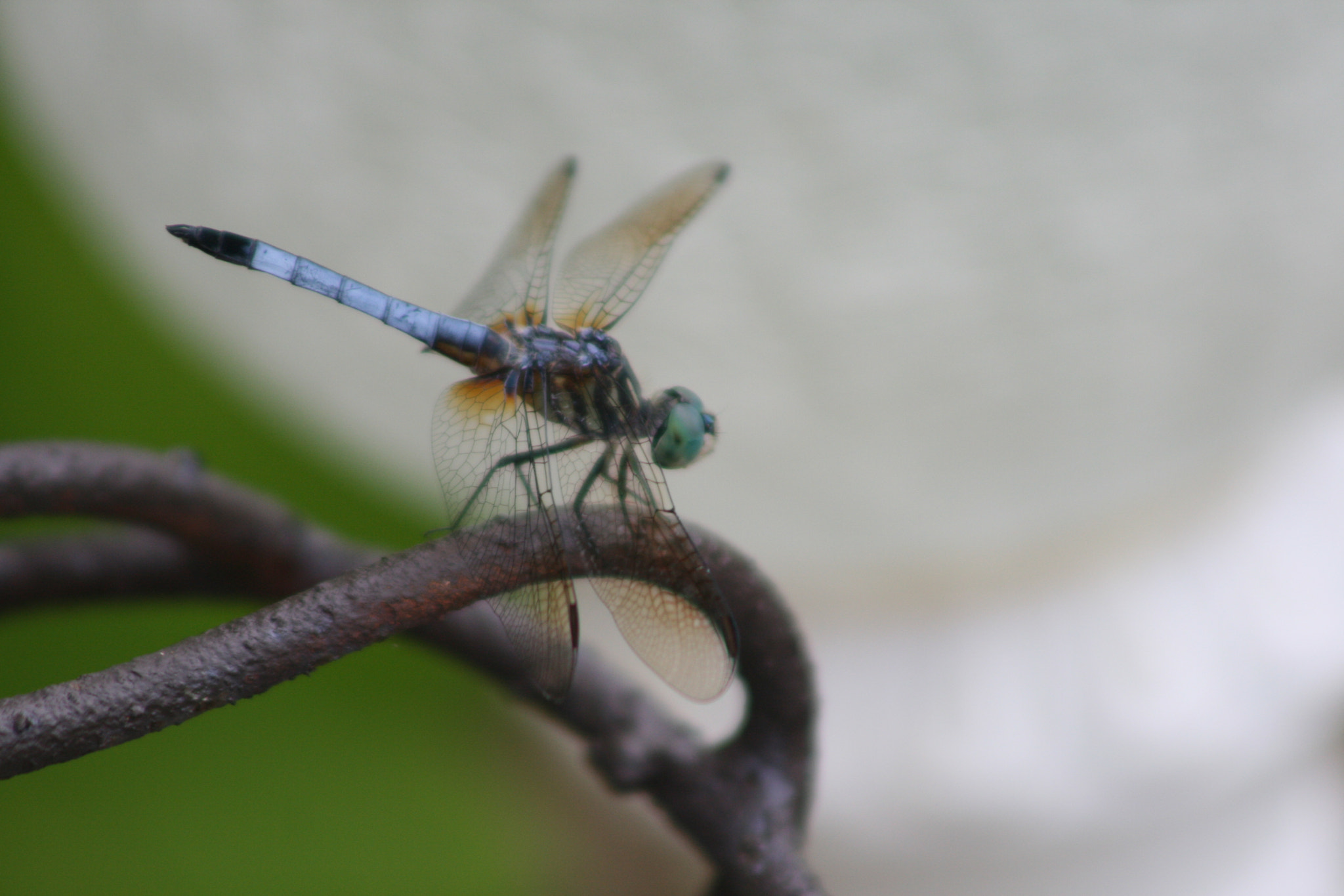 EF75-300mm f/4-5.6 sample photo. Dragonfly photography