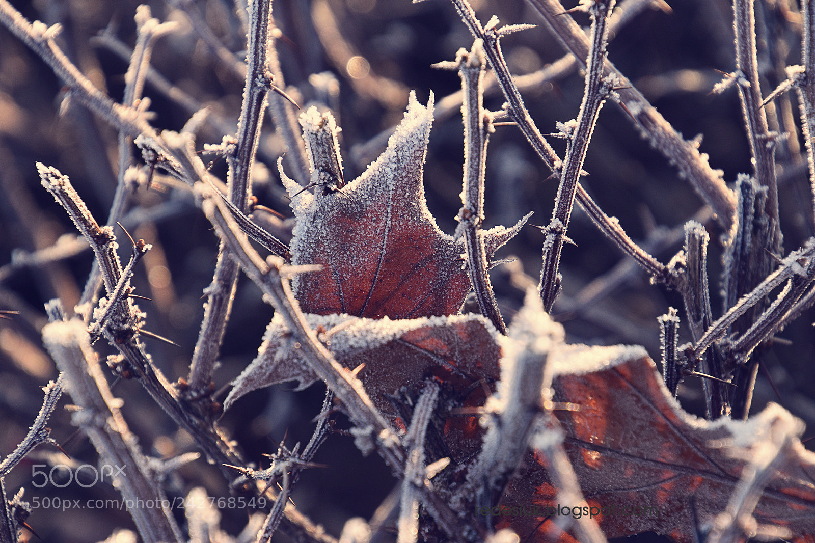 Nikon D5500 sample photo. Http redesiuk.blogspot.com 2018 01 photography