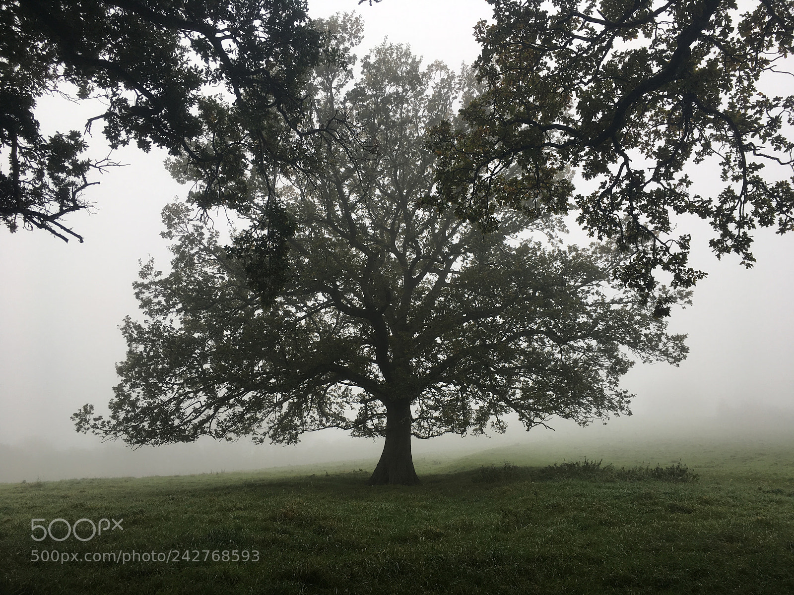 Apple iPhone SE sample photo. Misty photography