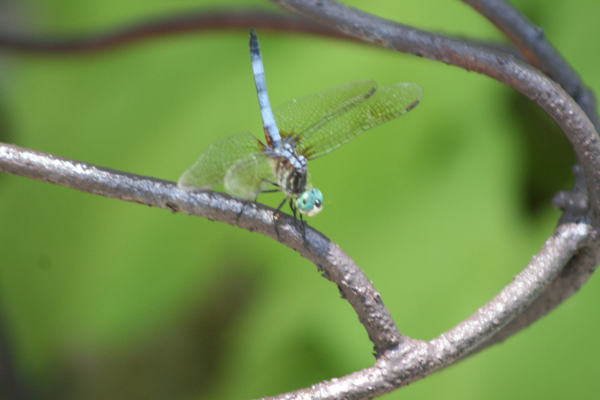 EF75-300mm f/4-5.6 sample photo. Dragonfly photography