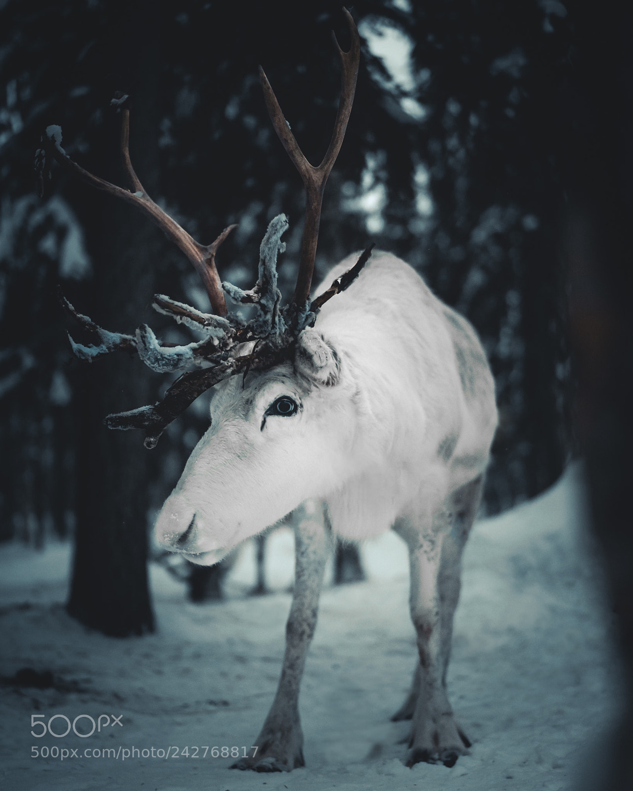 Sony a7S II sample photo. Lapland, finland photography