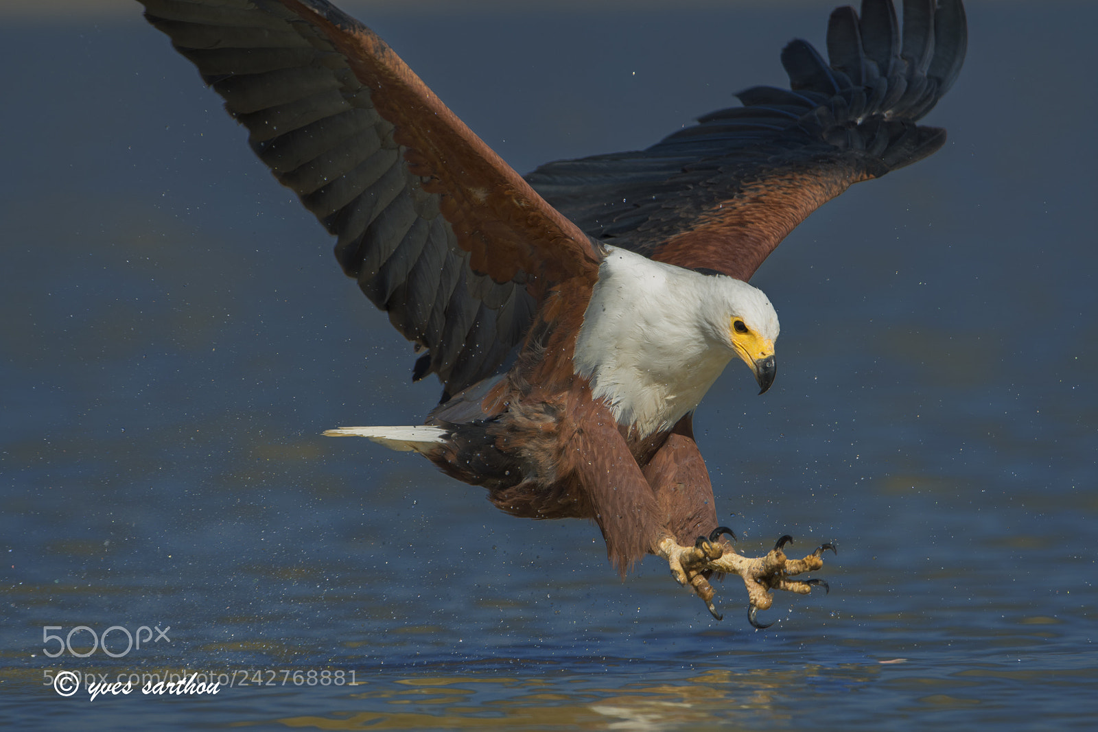 Nikon D500 sample photo. Diving on his prey photography