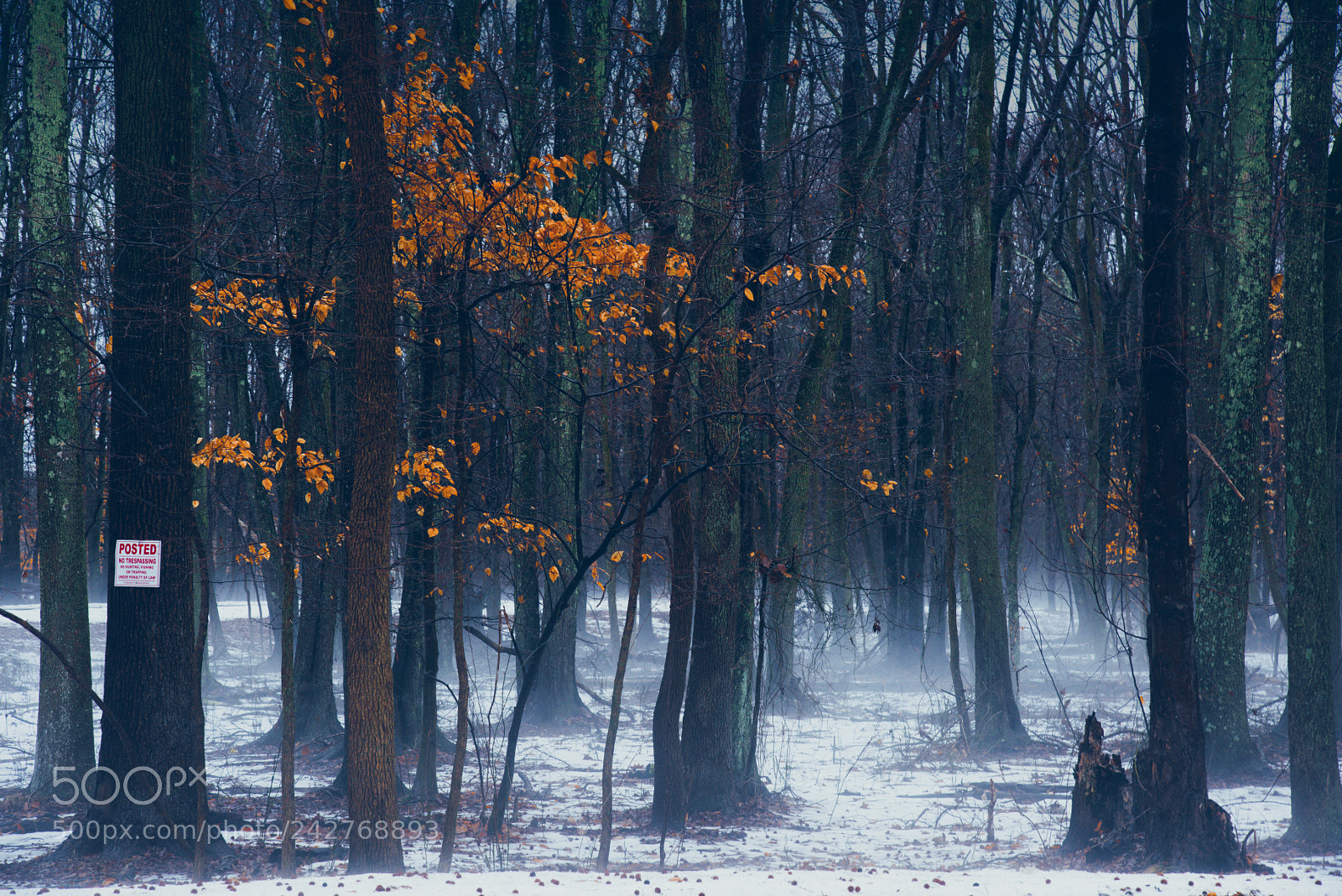 Nikon D810 sample photo. Ground fog photography